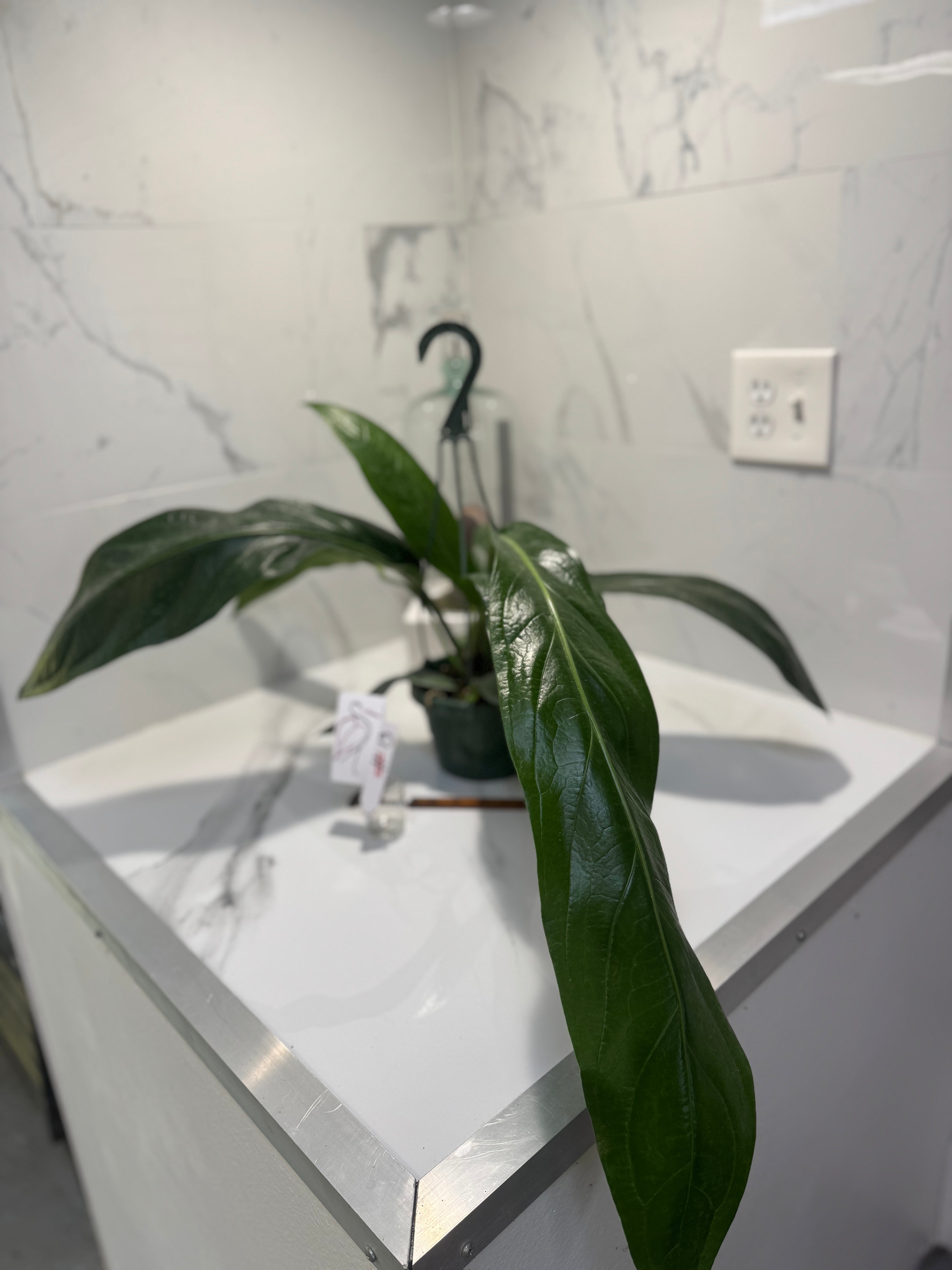 Anthurium “Big Bill” — Giant Strap-Leaf Collector Aroid #13