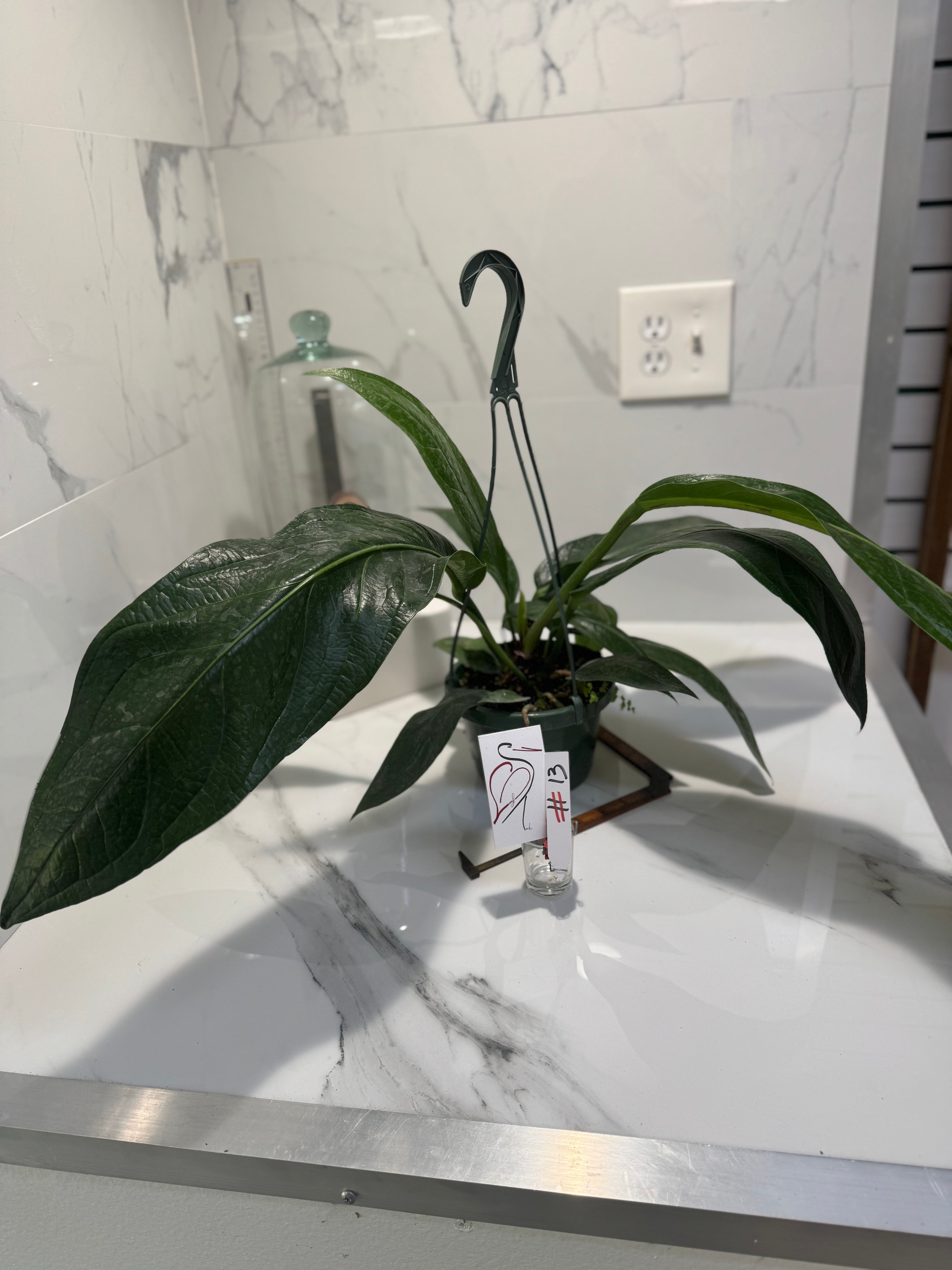 Anthurium “Big Bill” — Giant Strap-Leaf Collector Aroid #13