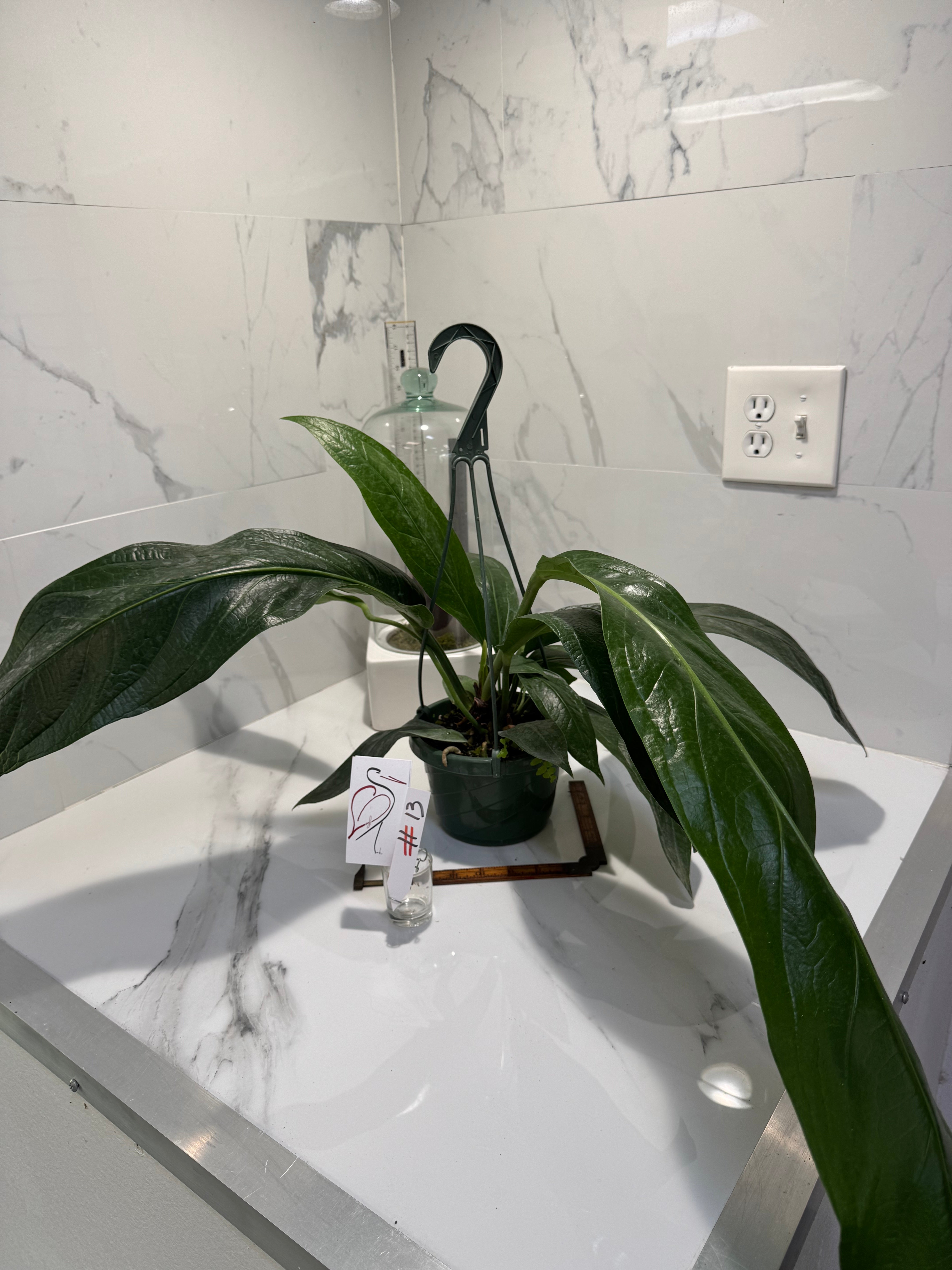 Anthurium “Big Bill” — Giant Strap-Leaf Collector Aroid #13