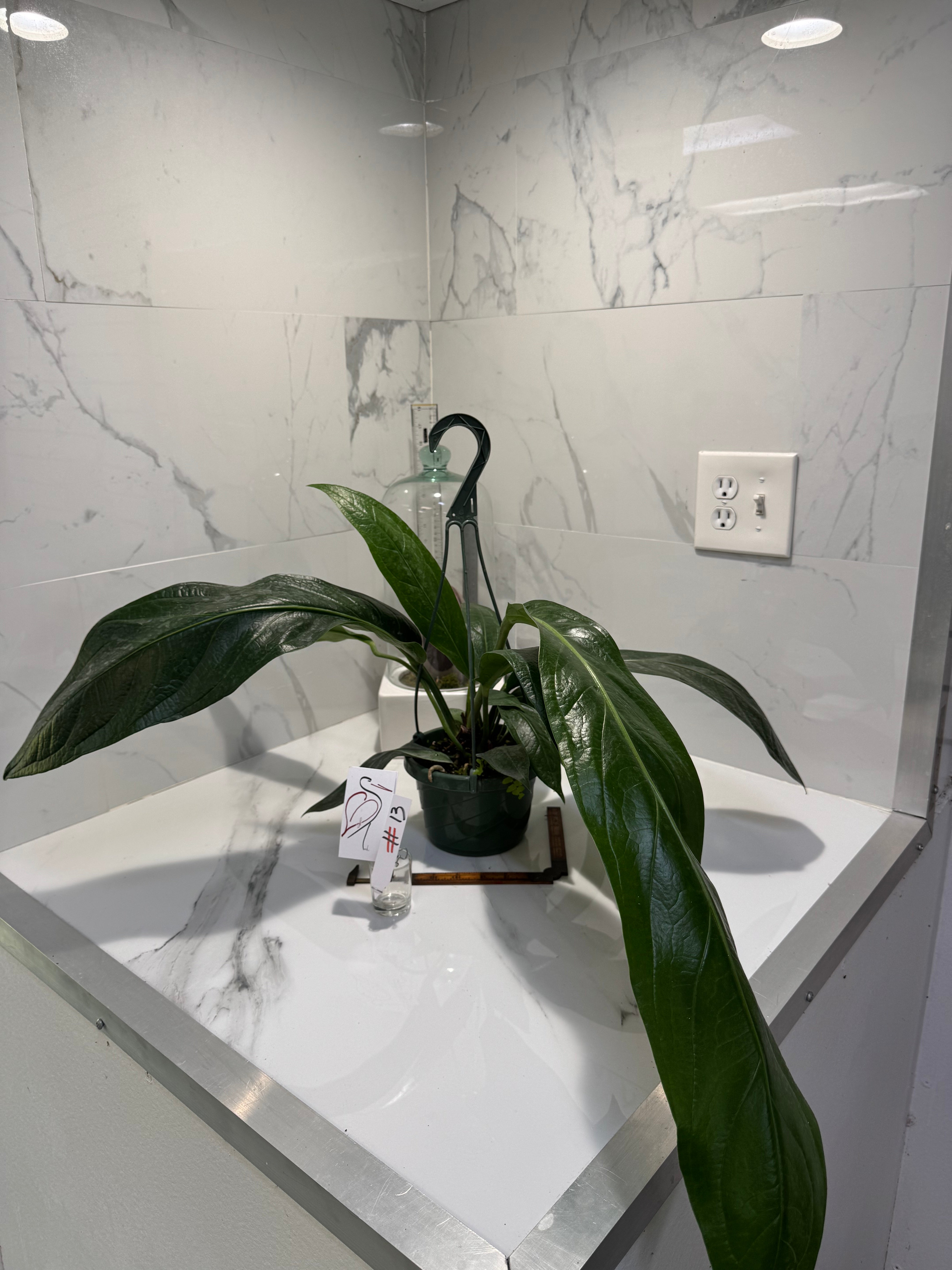 Anthurium “Big Bill” — Giant Strap-Leaf Collector Aroid #13