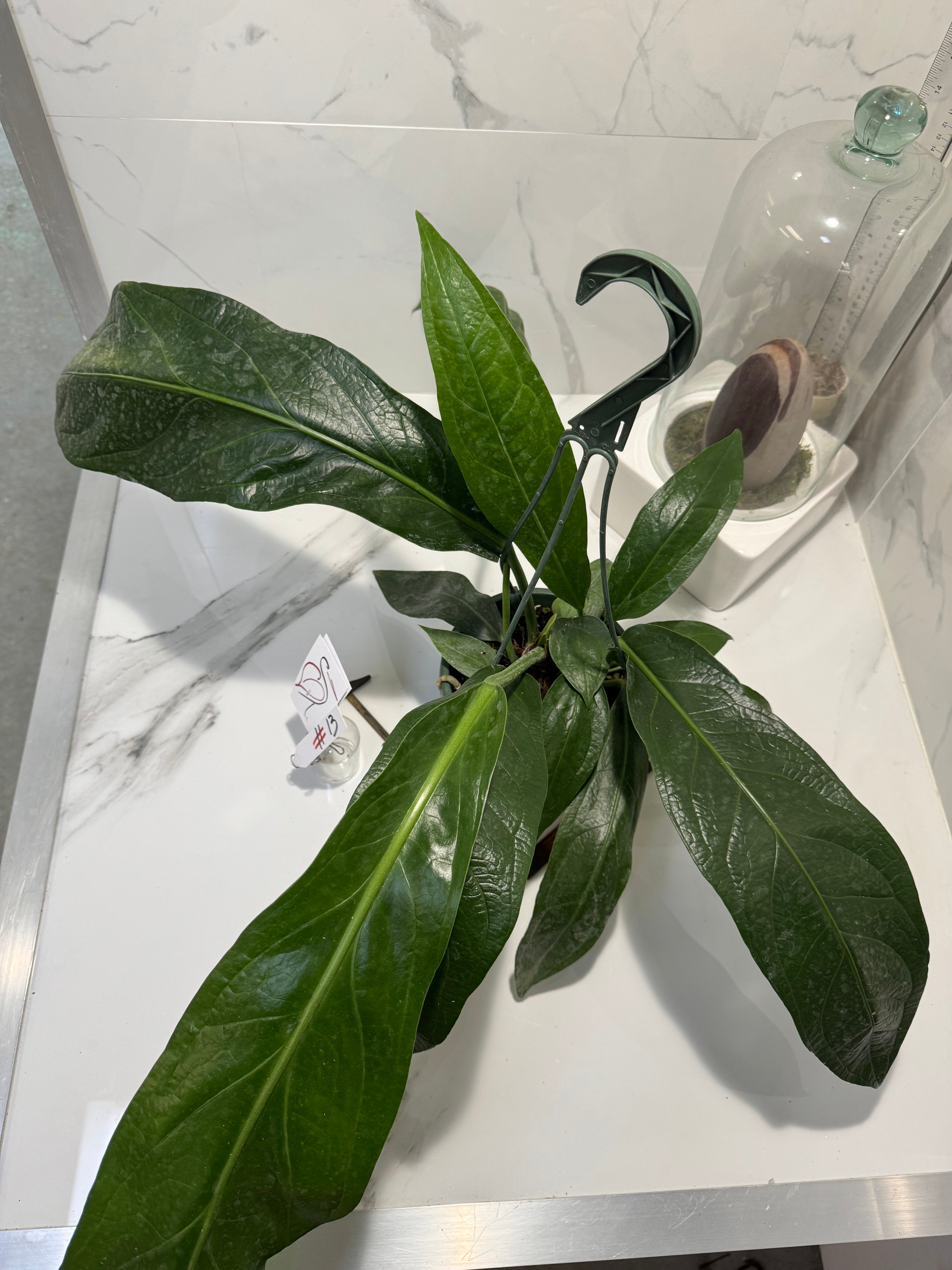 Anthurium “Big Bill” — Giant Strap-Leaf Collector Aroid #13