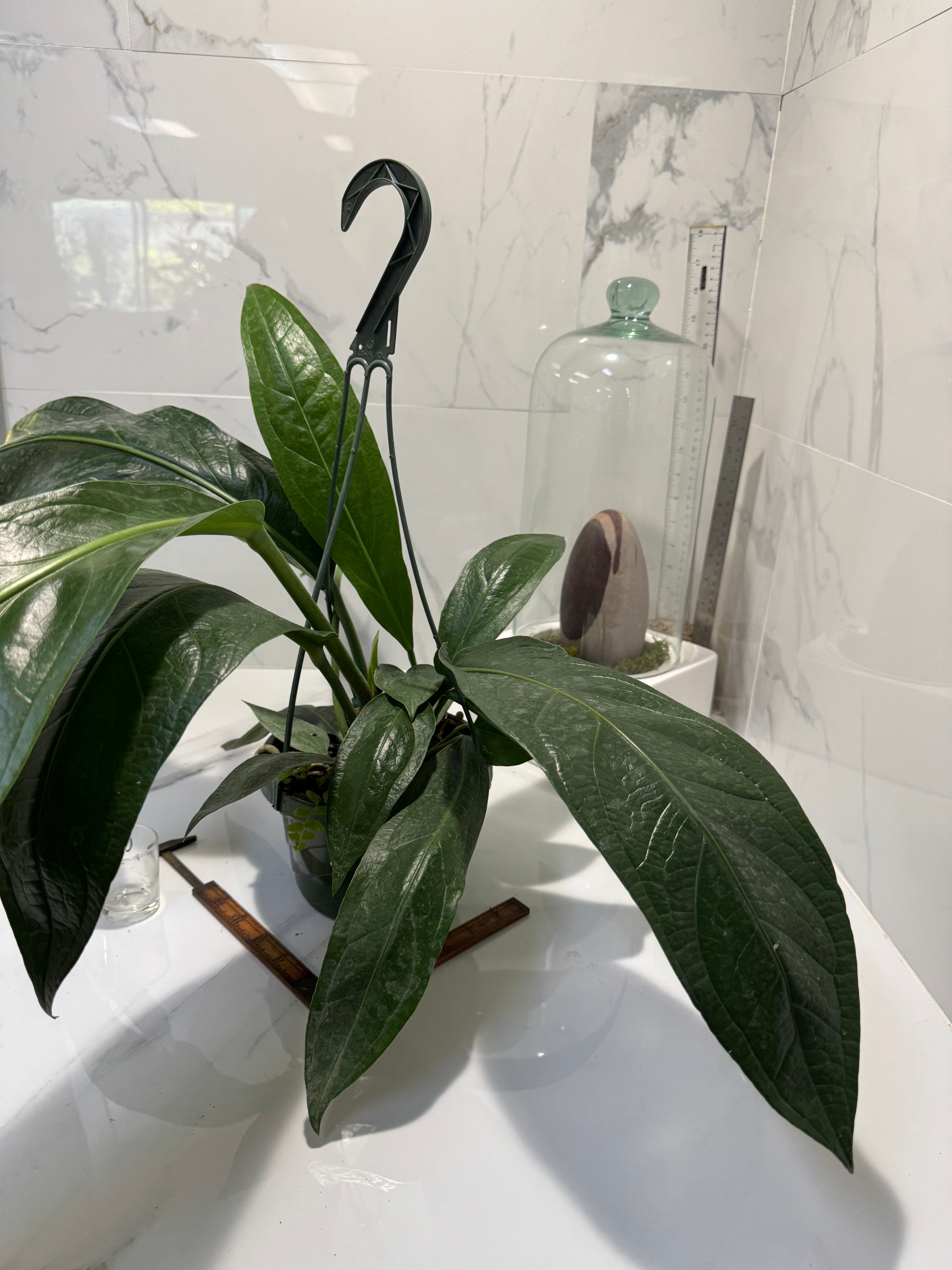 Anthurium “Big Bill” — Giant Strap-Leaf Collector Aroid #13