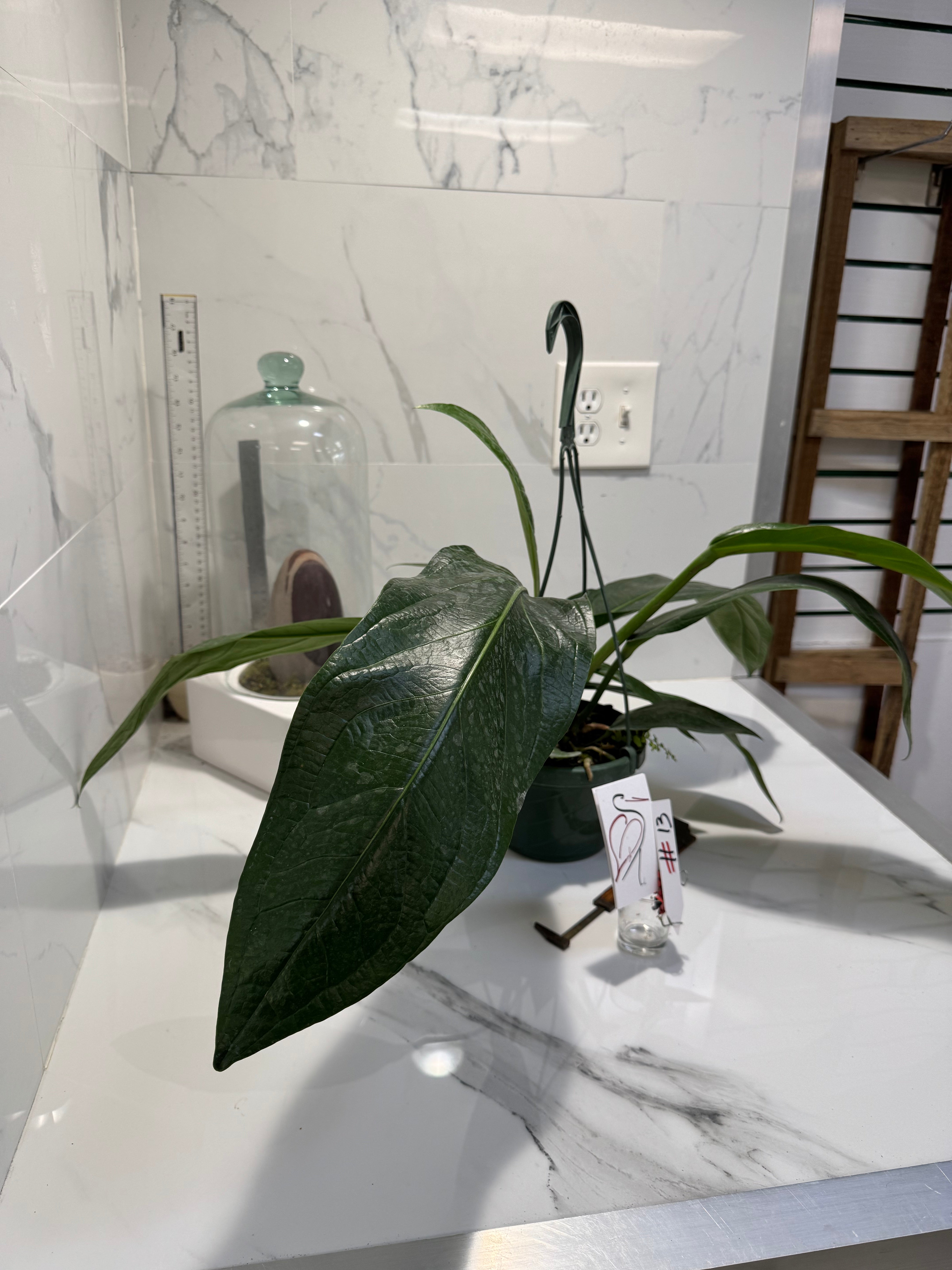 Anthurium “Big Bill” — Giant Strap-Leaf Collector Aroid #13