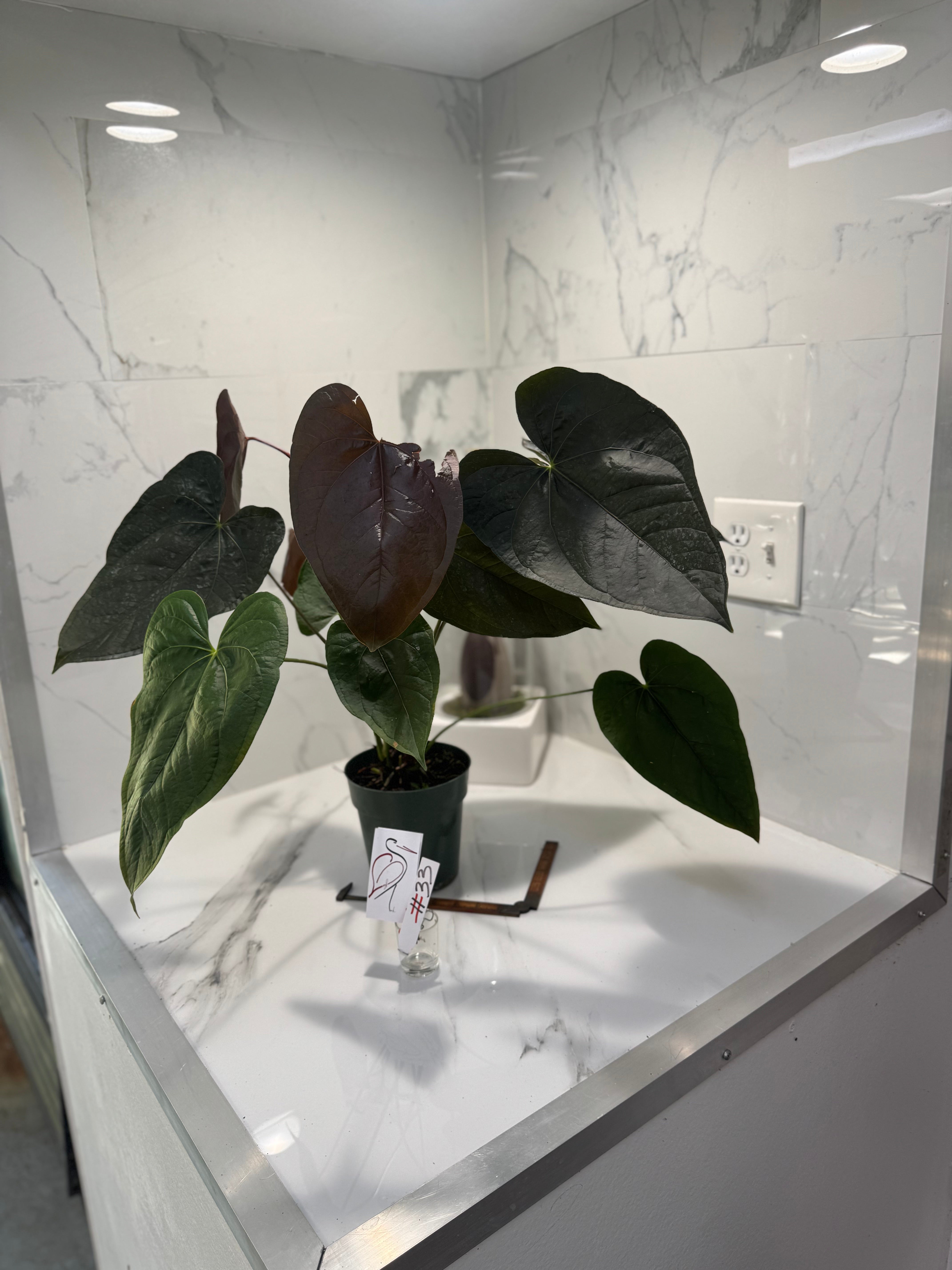 Anthurium “Queen of Hearts” #33 — Rare Collector Aroid with Leathery Heart-Shaped Copper-Green Leaves | Leaf Stork