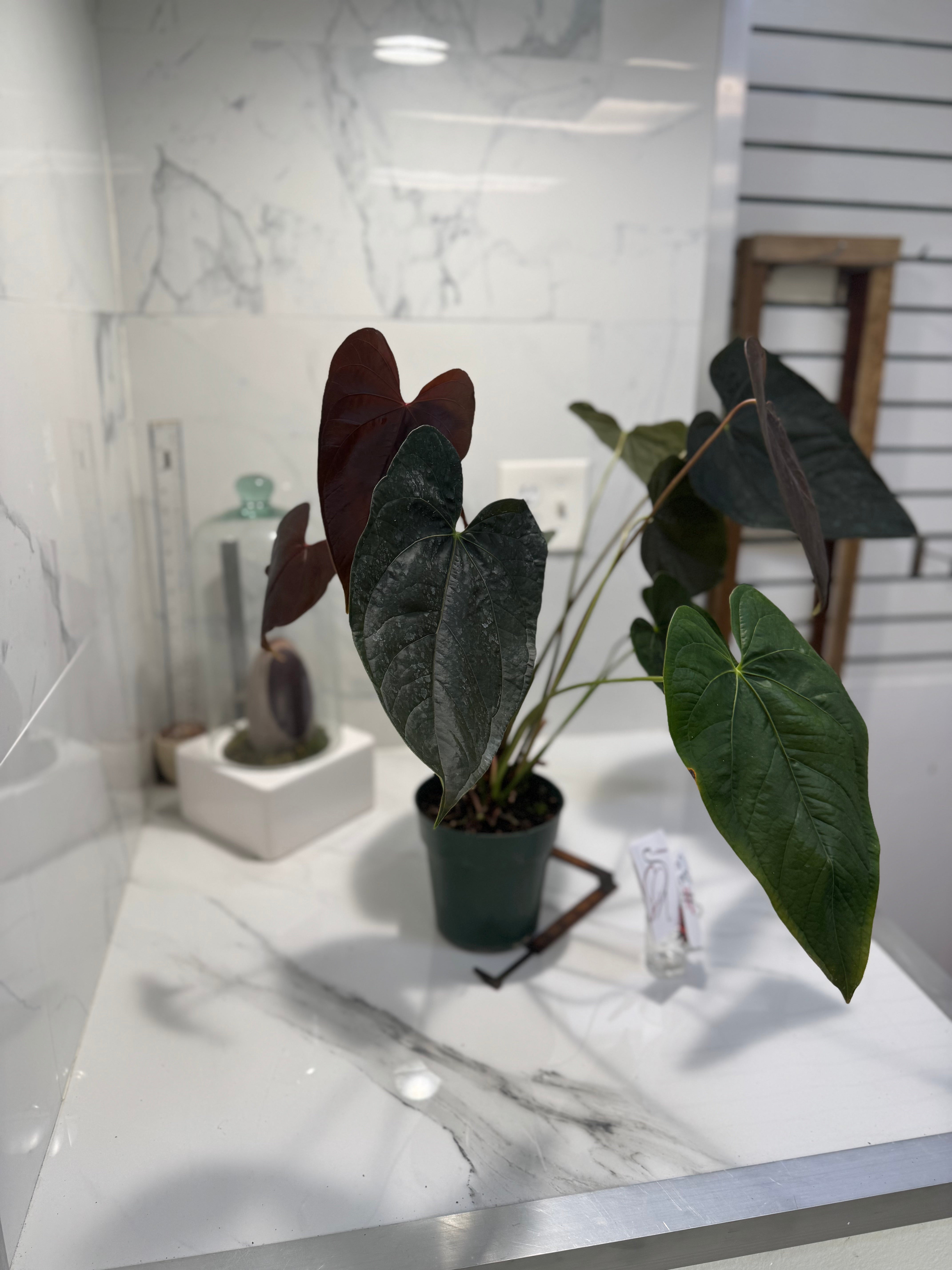 Anthurium “Queen of Hearts” #33 — Rare Collector Aroid with Leathery Heart-Shaped Copper-Green Leaves | Leaf Stork