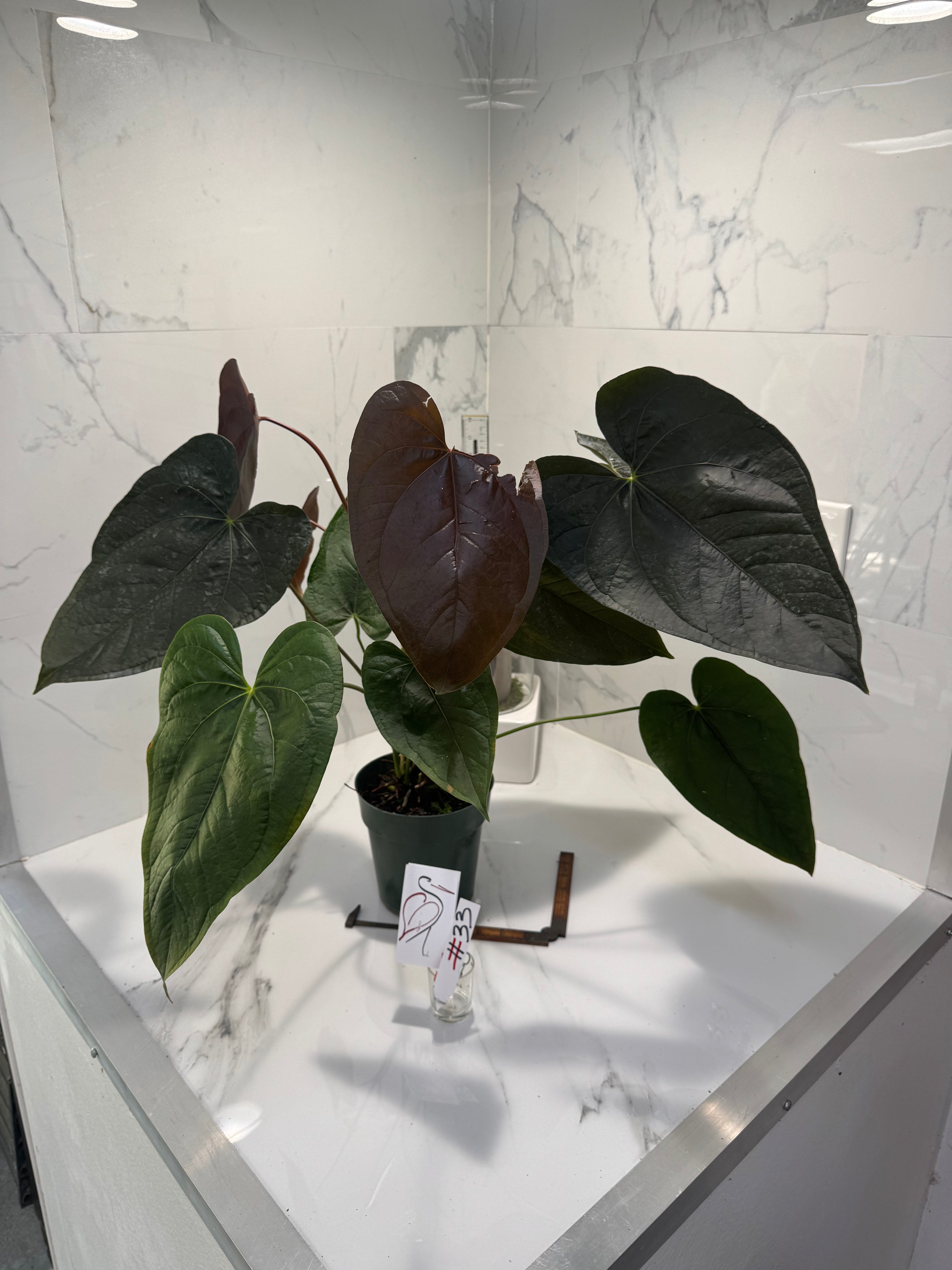 Anthurium “Queen of Hearts” #33 — Rare Collector Aroid with Leathery Heart-Shaped Copper-Green Leaves | Leaf Stork