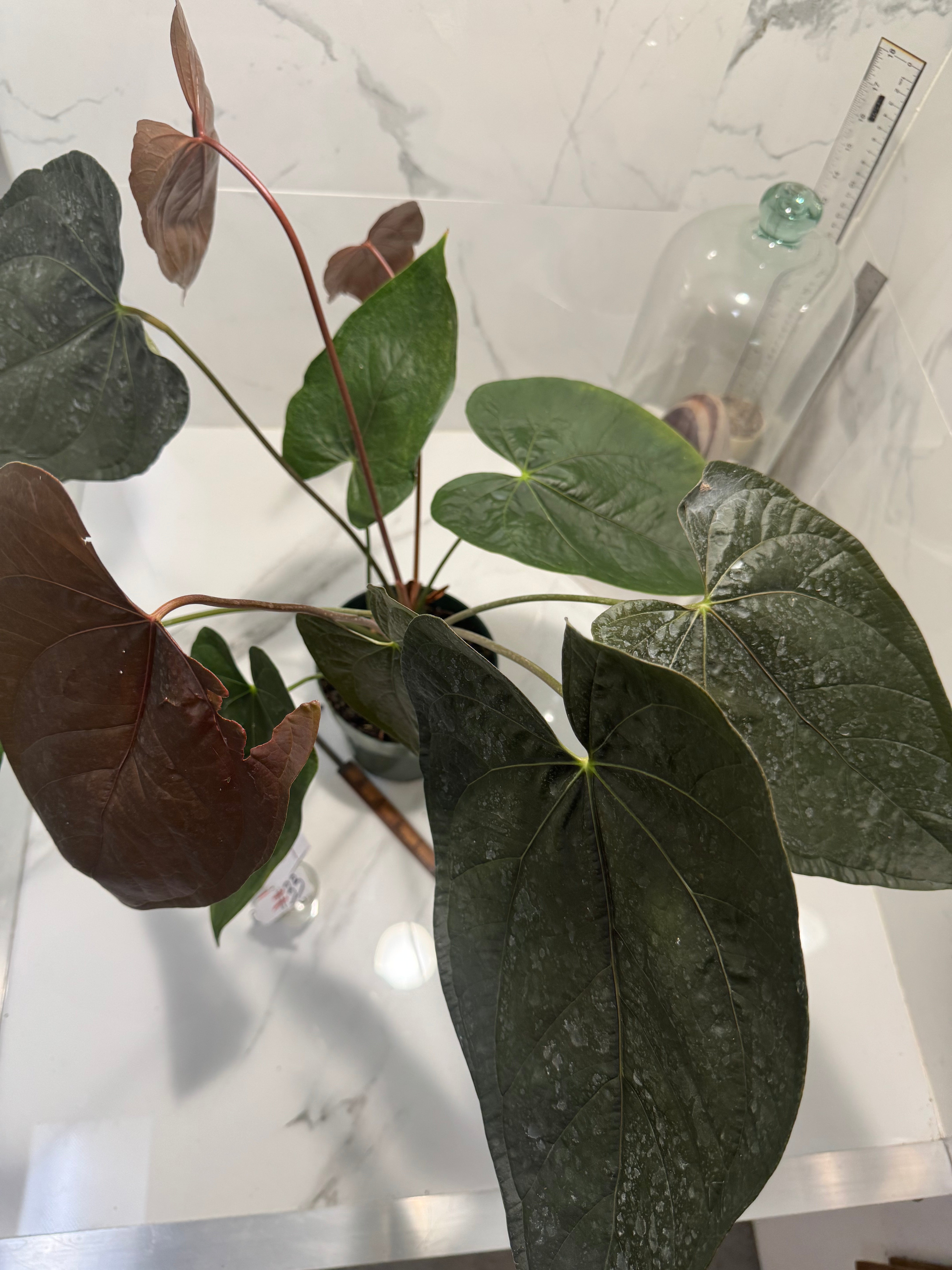 Anthurium “Queen of Hearts” #33 — Rare Collector Aroid with Leathery Heart-Shaped Copper-Green Leaves | Leaf Stork