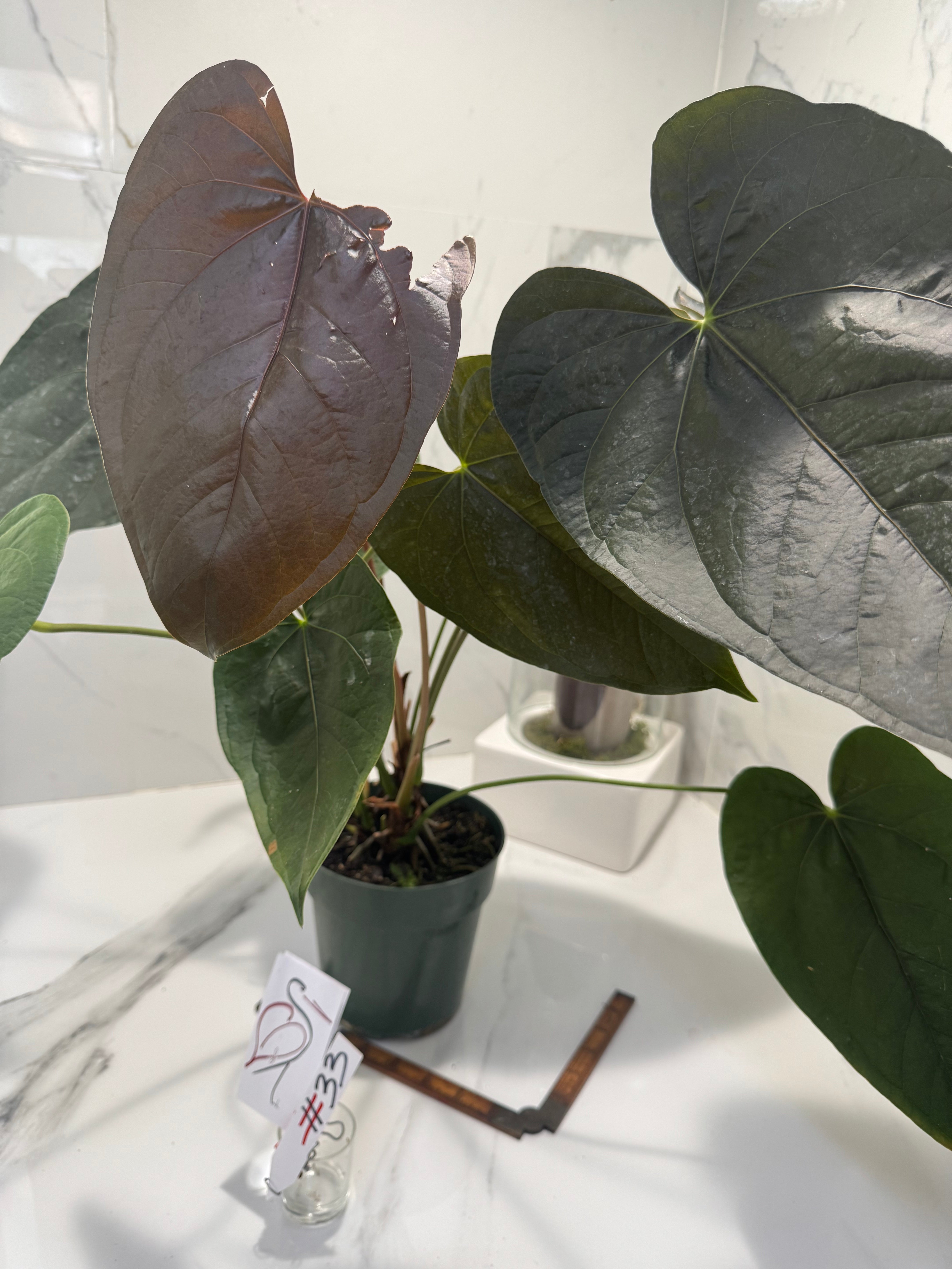Anthurium “Queen of Hearts” #33 — Rare Collector Aroid with Leathery Heart-Shaped Copper-Green Leaves | Leaf Stork