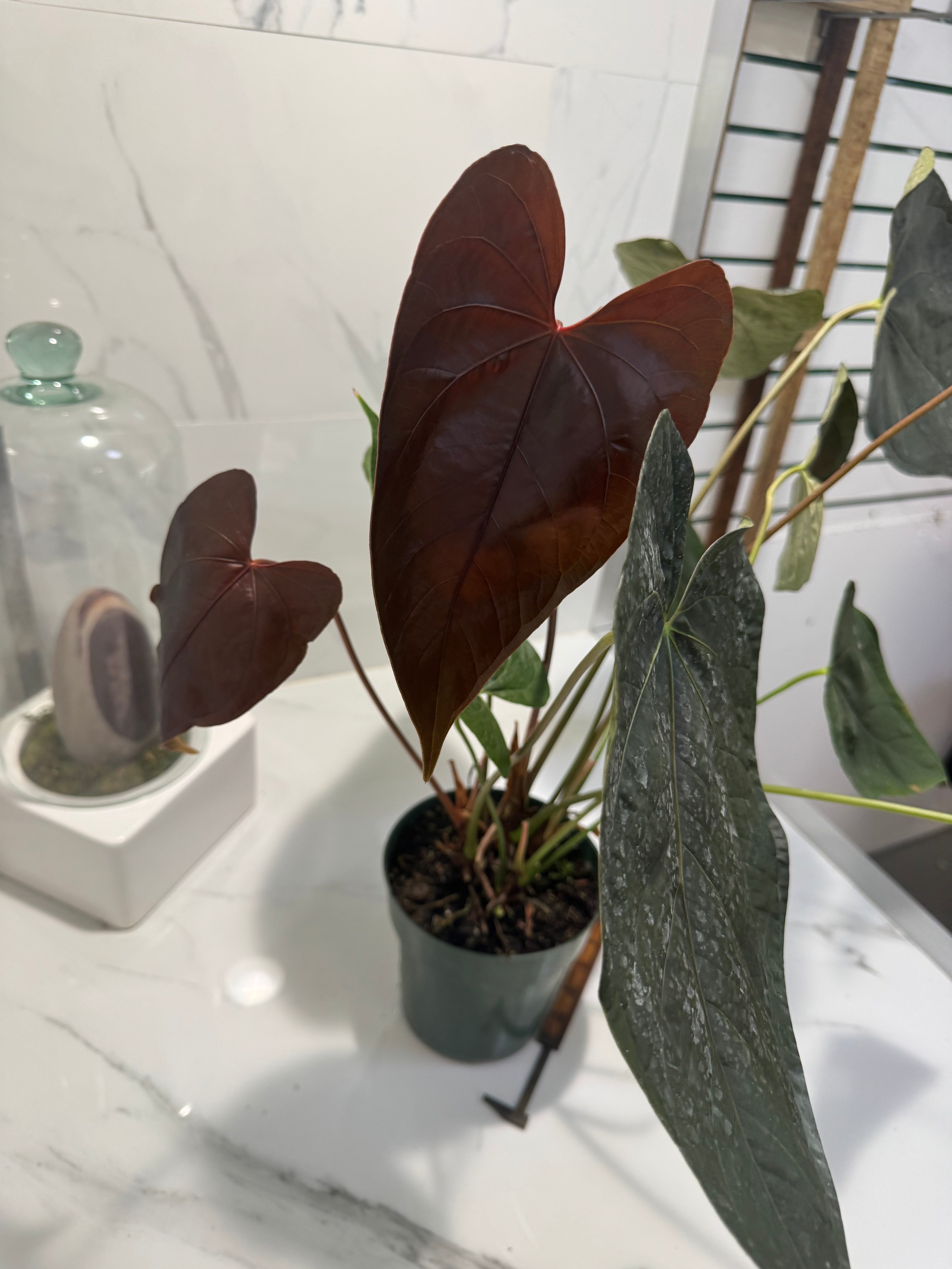 Anthurium “Queen of Hearts” #33 — Rare Collector Aroid with Leathery Heart-Shaped Copper-Green Leaves | Leaf Stork