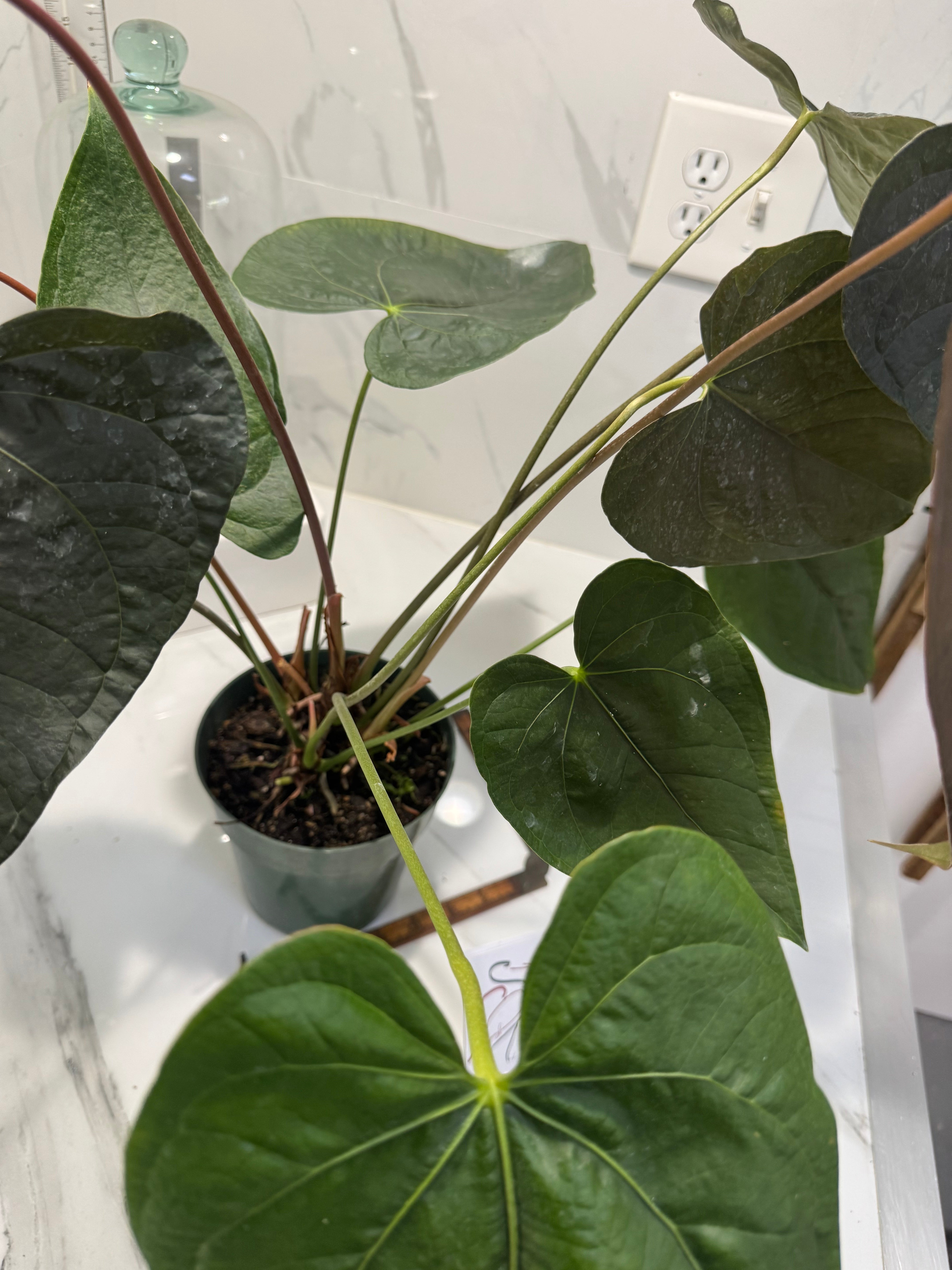 Anthurium “Queen of Hearts” #33 — Rare Collector Aroid with Leathery Heart-Shaped Copper-Green Leaves | Leaf Stork