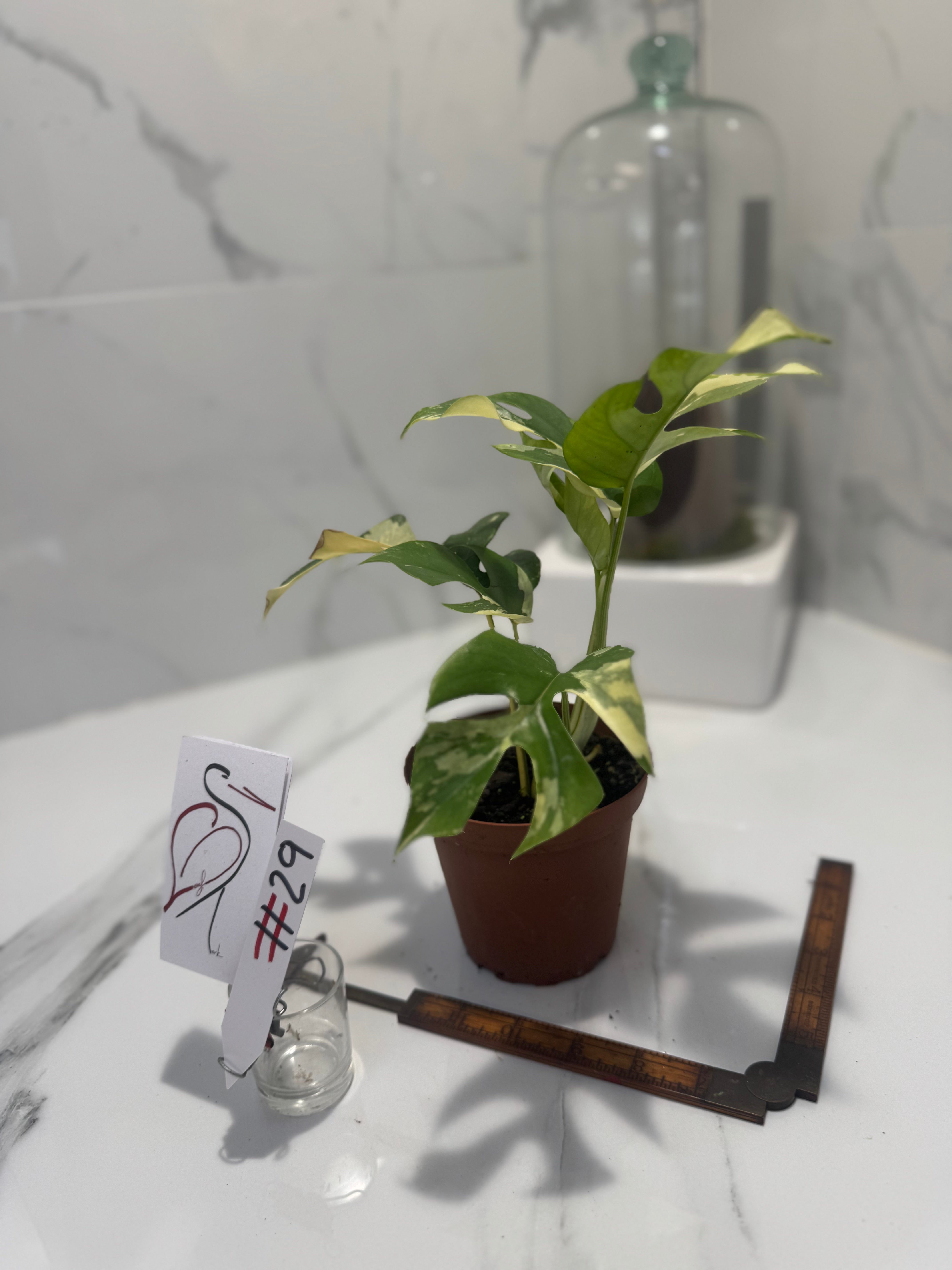 Rhaphidophora tetrasperma Variegated #29 — Rare Mini Monstera Collector Aroid | Leaf Stork