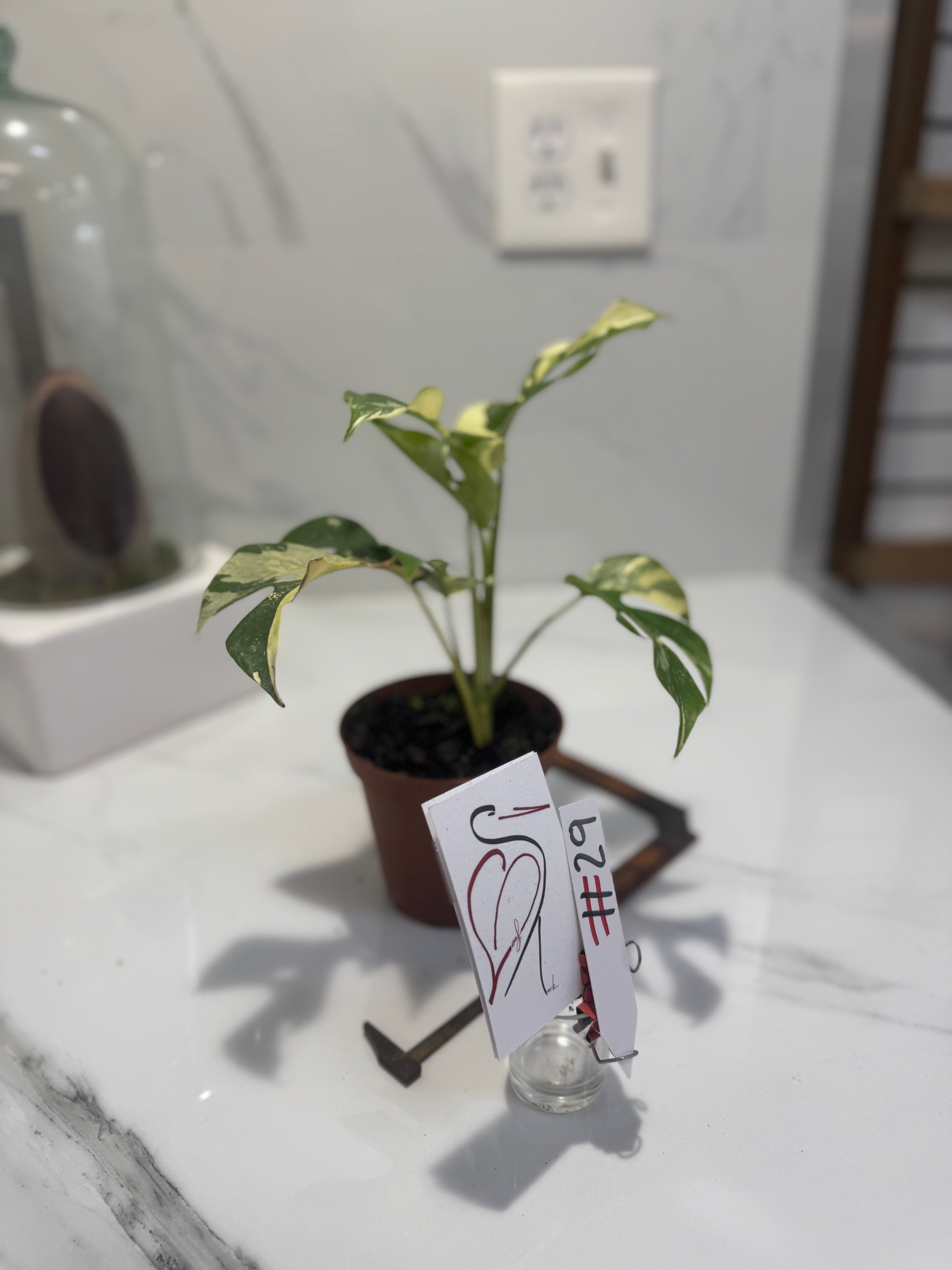 Rhaphidophora tetrasperma Variegated #29 — Rare Mini Monstera Collector Aroid | Leaf Stork