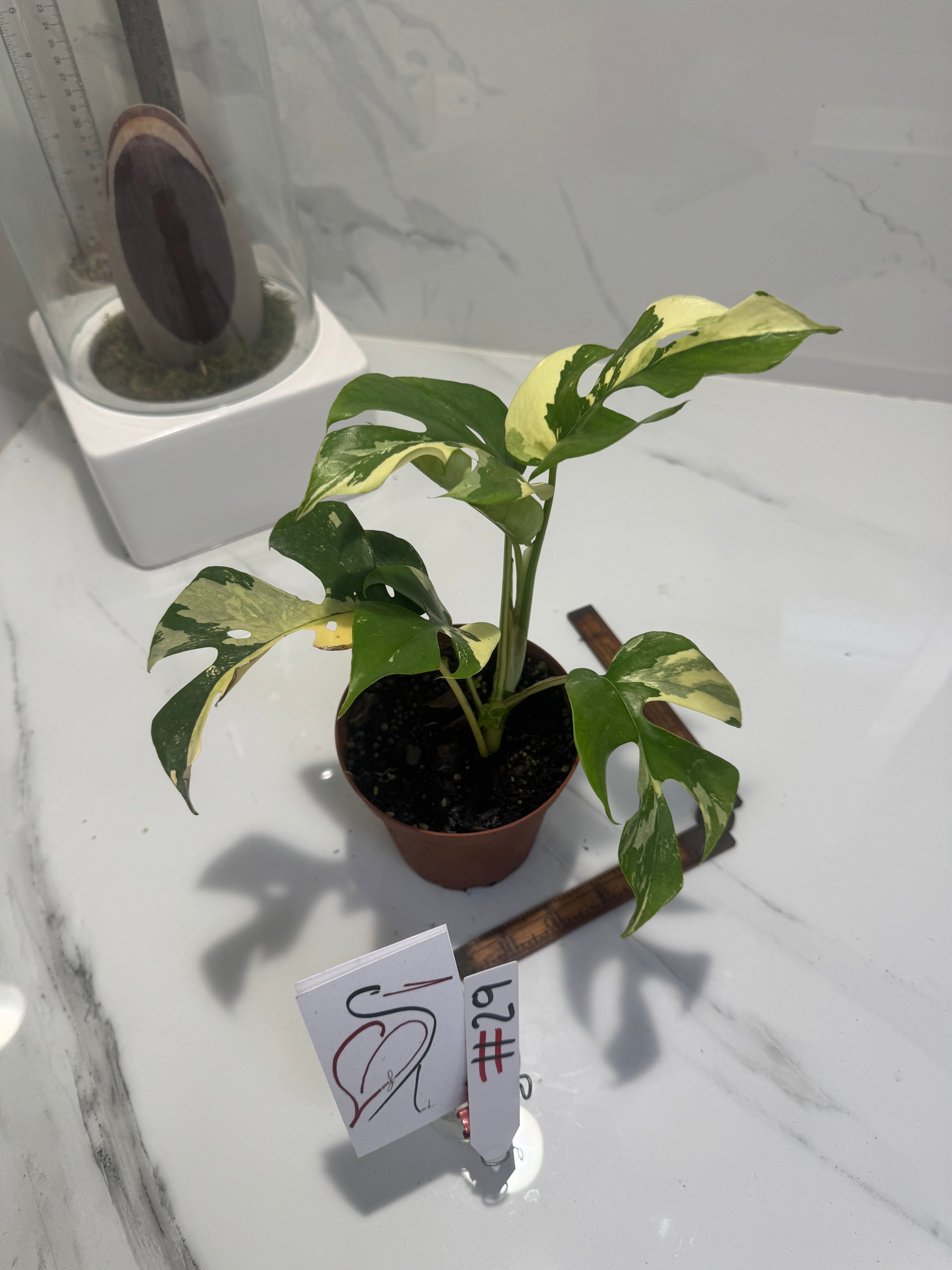 Rhaphidophora tetrasperma Variegated #29 — Rare Mini Monstera Collector Aroid | Leaf Stork