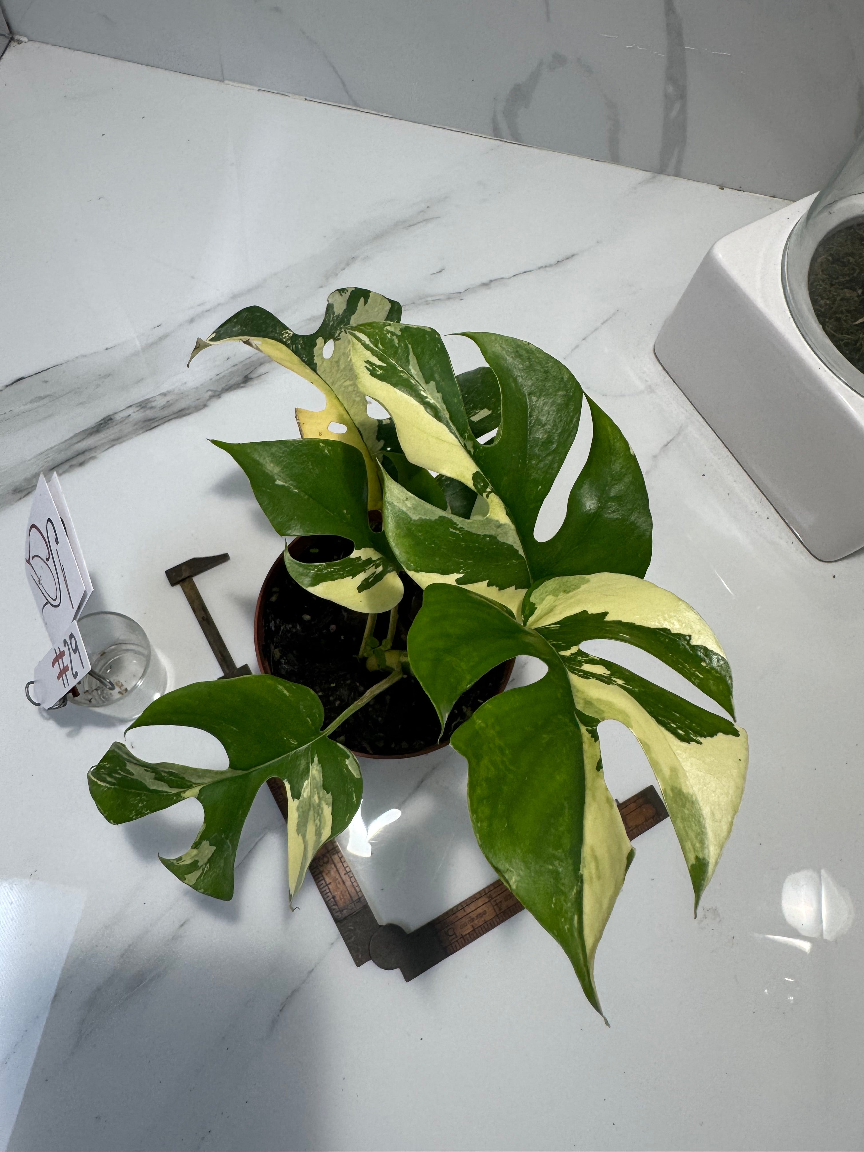 Rhaphidophora tetrasperma Variegated #29 — Rare Mini Monstera Collector Aroid | Leaf Stork