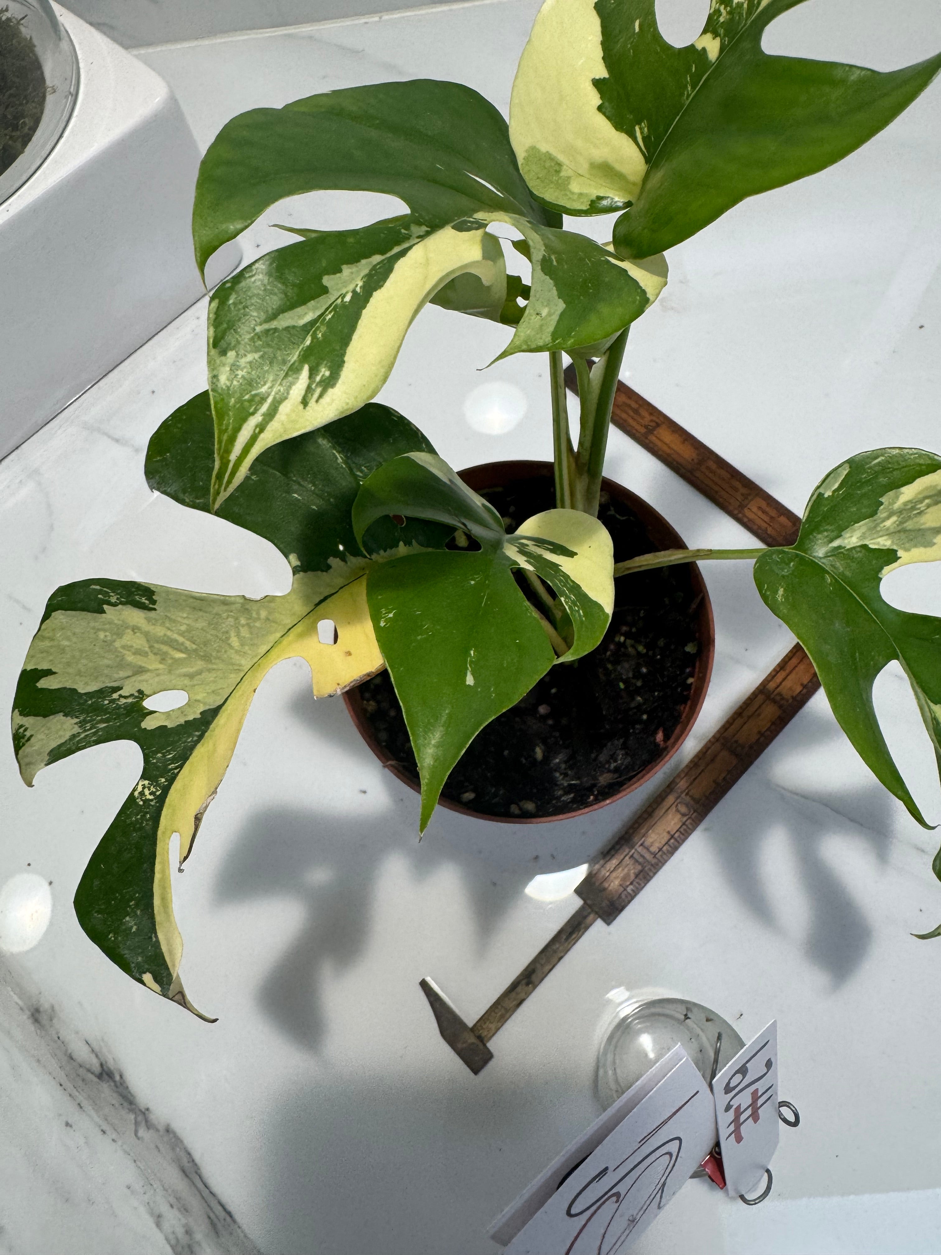 Rhaphidophora tetrasperma Variegated #29 — Rare Mini Monstera Collector Aroid | Leaf Stork