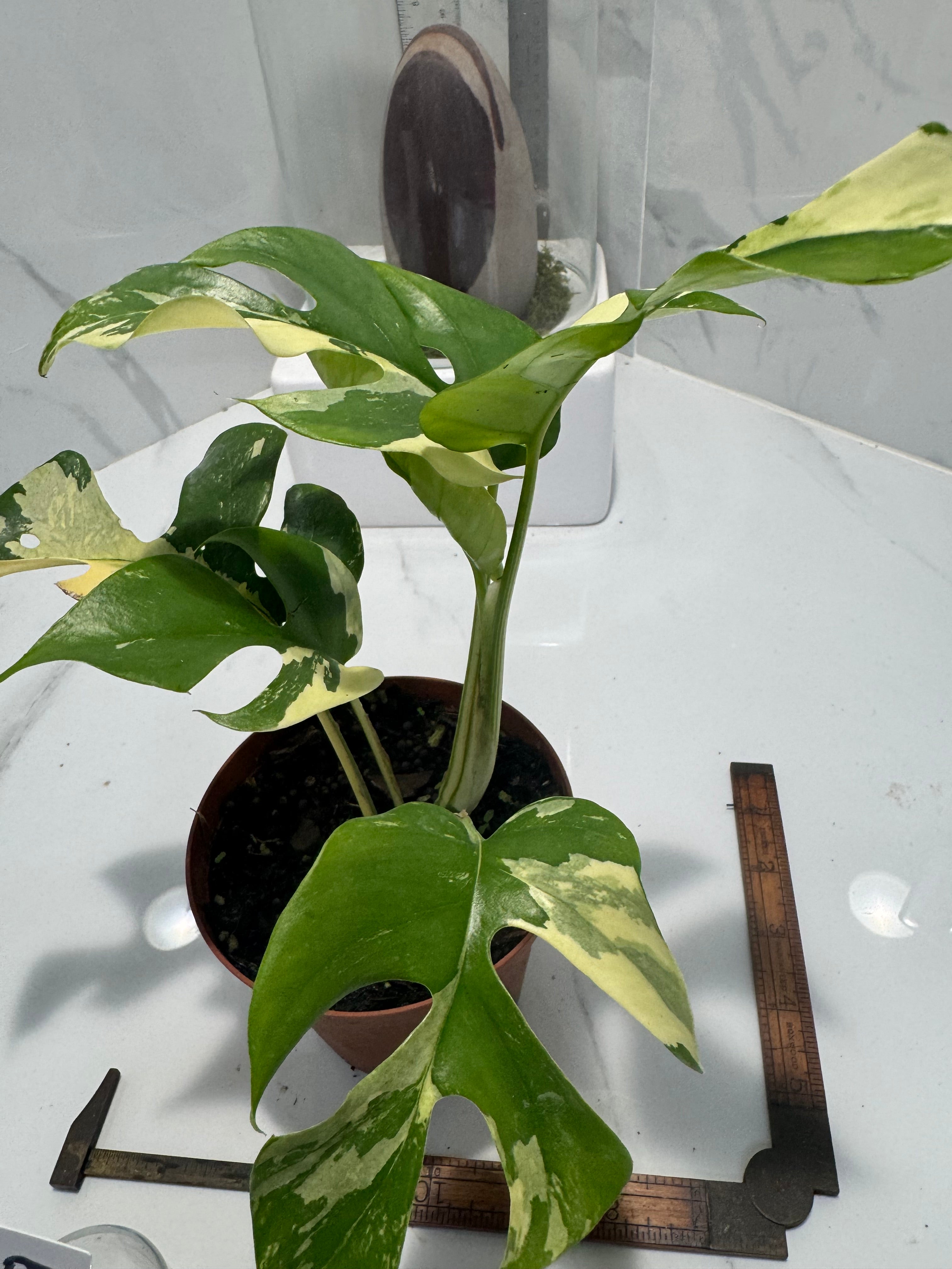 Rhaphidophora tetrasperma Variegated #29 — Rare Mini Monstera Collector Aroid | Leaf Stork