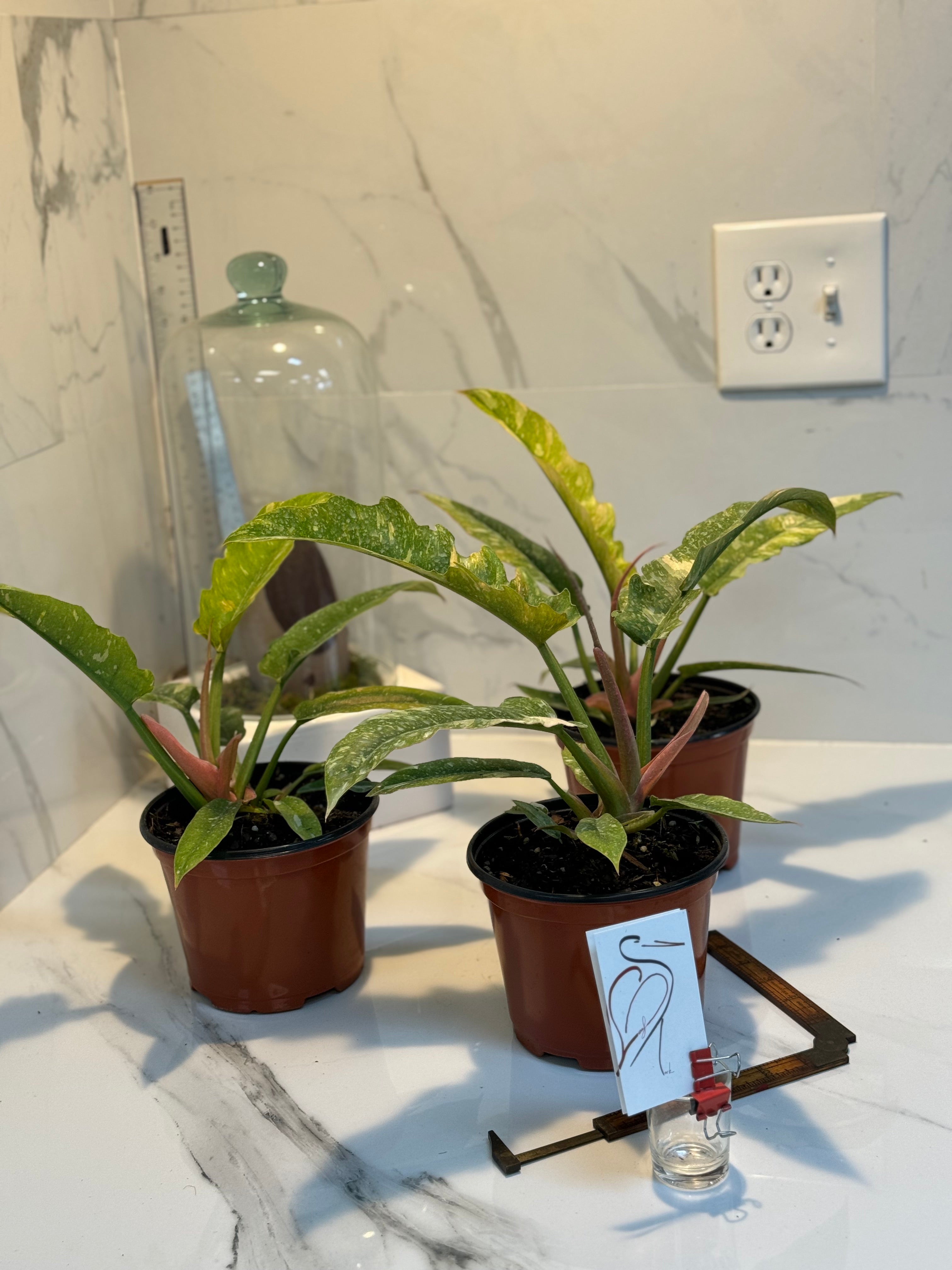 dehner philodendron Philodendron Ring of Fire | 4" Pot