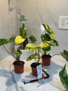 philodendron burle marx varigata nse Philodendron Burle Marx Variegated — Grower's Choice Collector Aroid