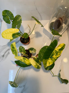 philodendron burle marx yellow leaves Philodendron Burle Marx Variegated — Grower's Choice Collector Aroid