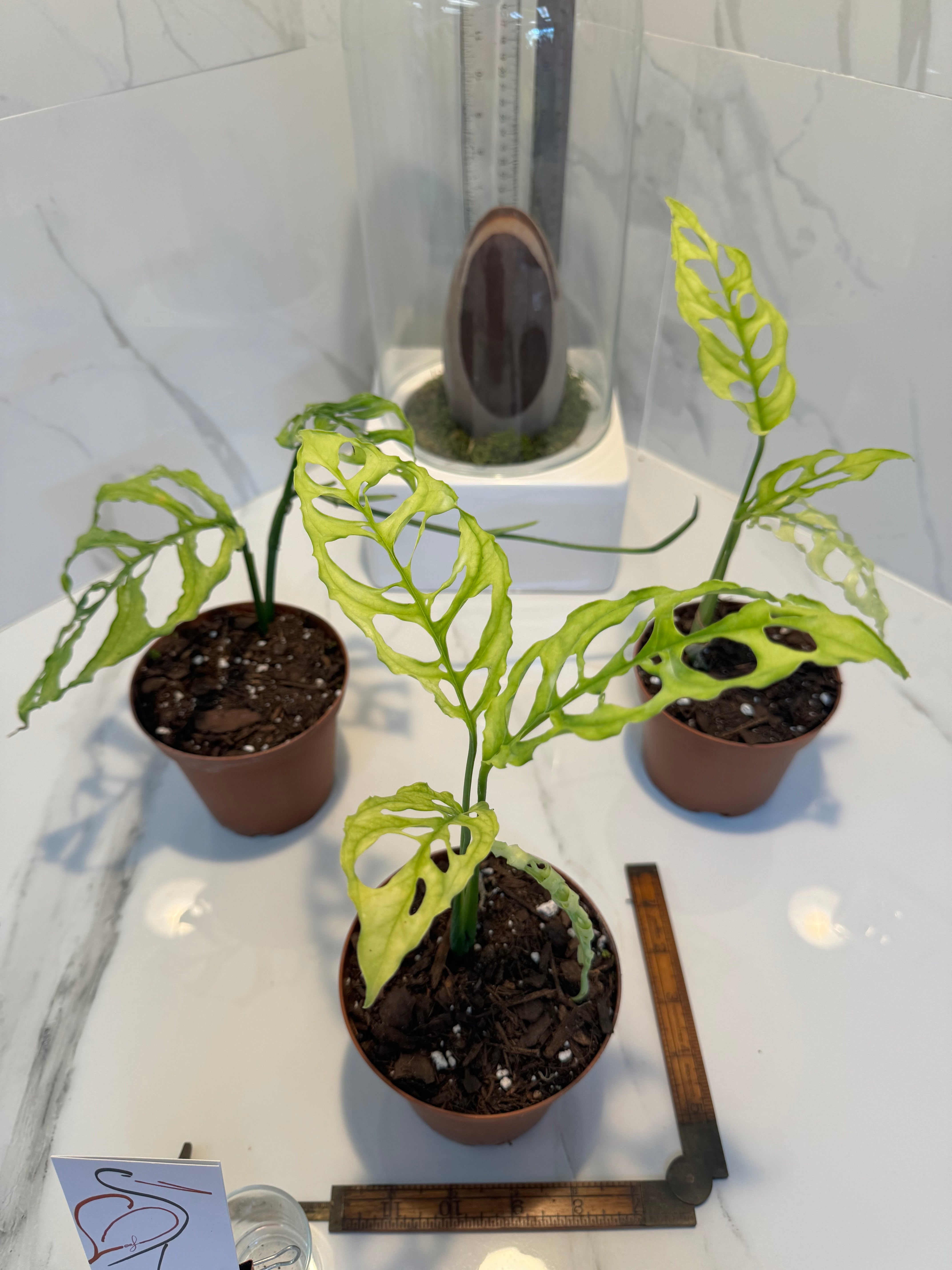 monstera adansonii obliqua peru Monstera Obliqua 'Peru' *Grower's Choice*