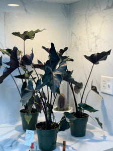 Alocasia Princeps 'Purple Cloak'