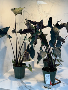 Alocasia Princeps 'Purple Cloak'