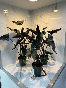 Alocasia Princeps 'Purple Cloak'