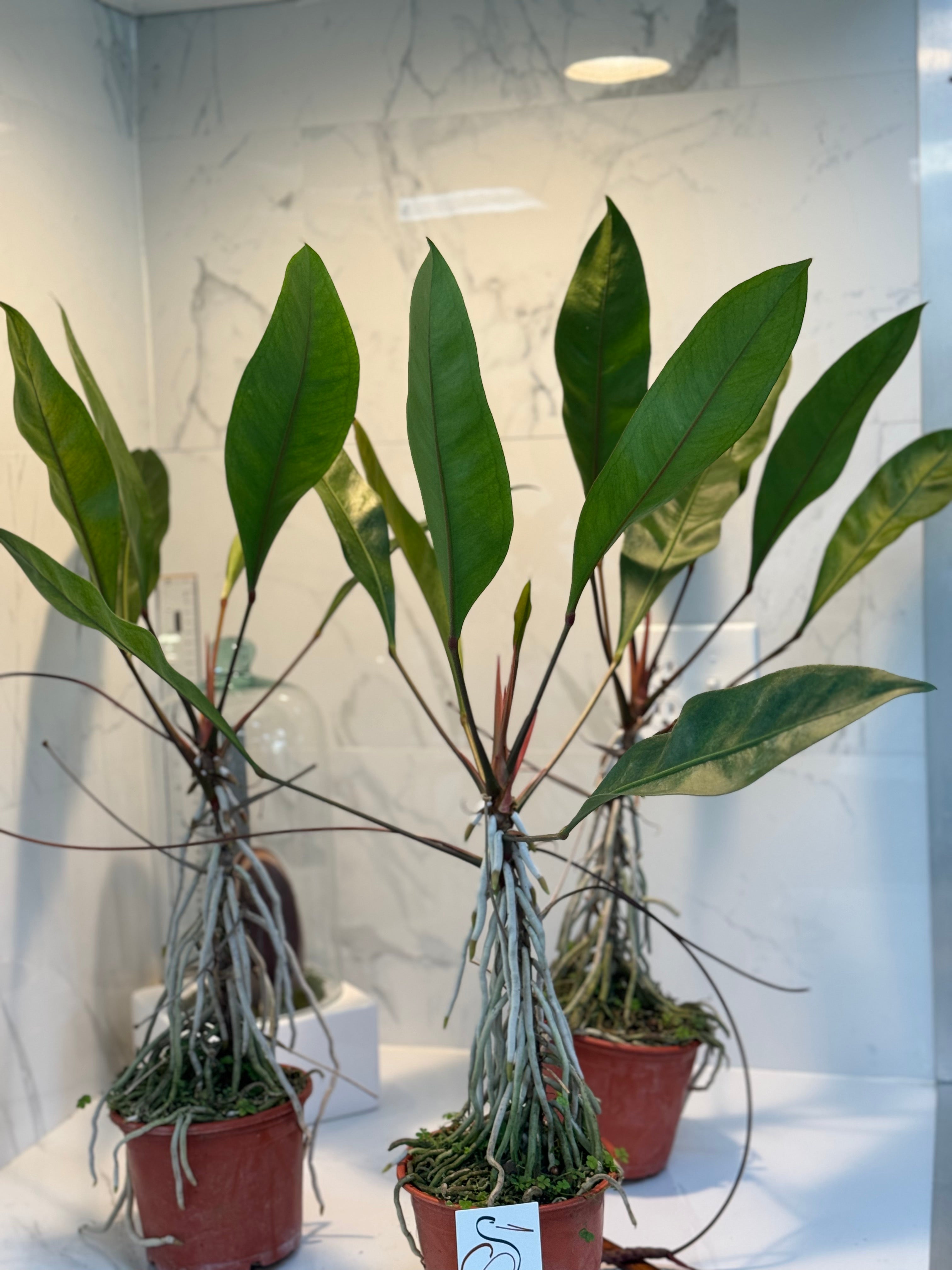 anthurium jungle king flower Anthurium gracile — Slender-Leaved Tropical Aroid