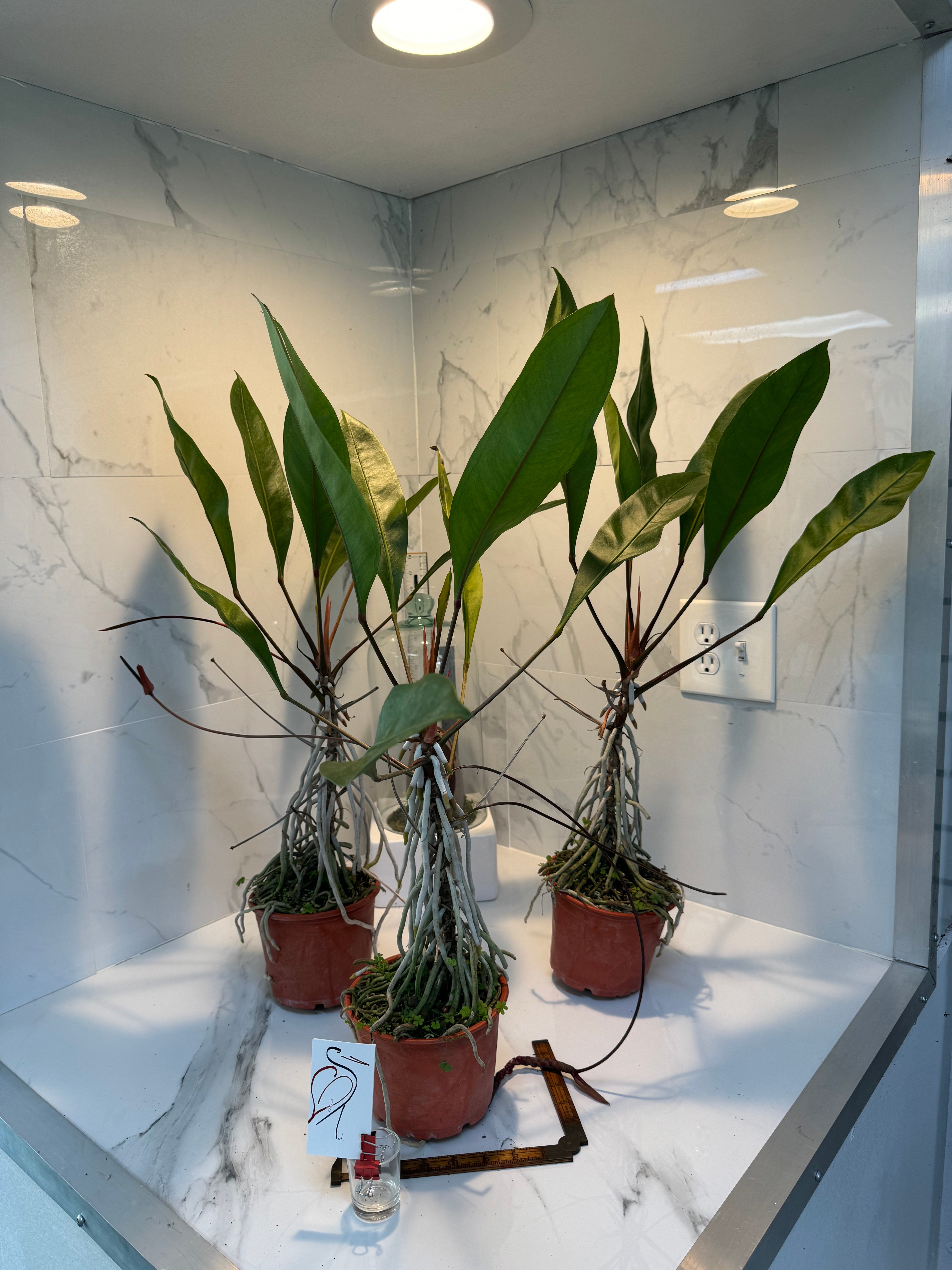 anthurium gracile for sale Anthurium gracile — Slender-Leaved Tropical Aroid