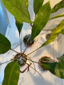 anthurium galeotti Anthurium gracile — Slender-Leaved Tropical Aroid