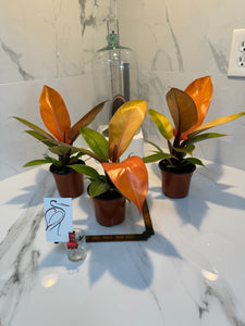 Philodendron "Prince of Orange"