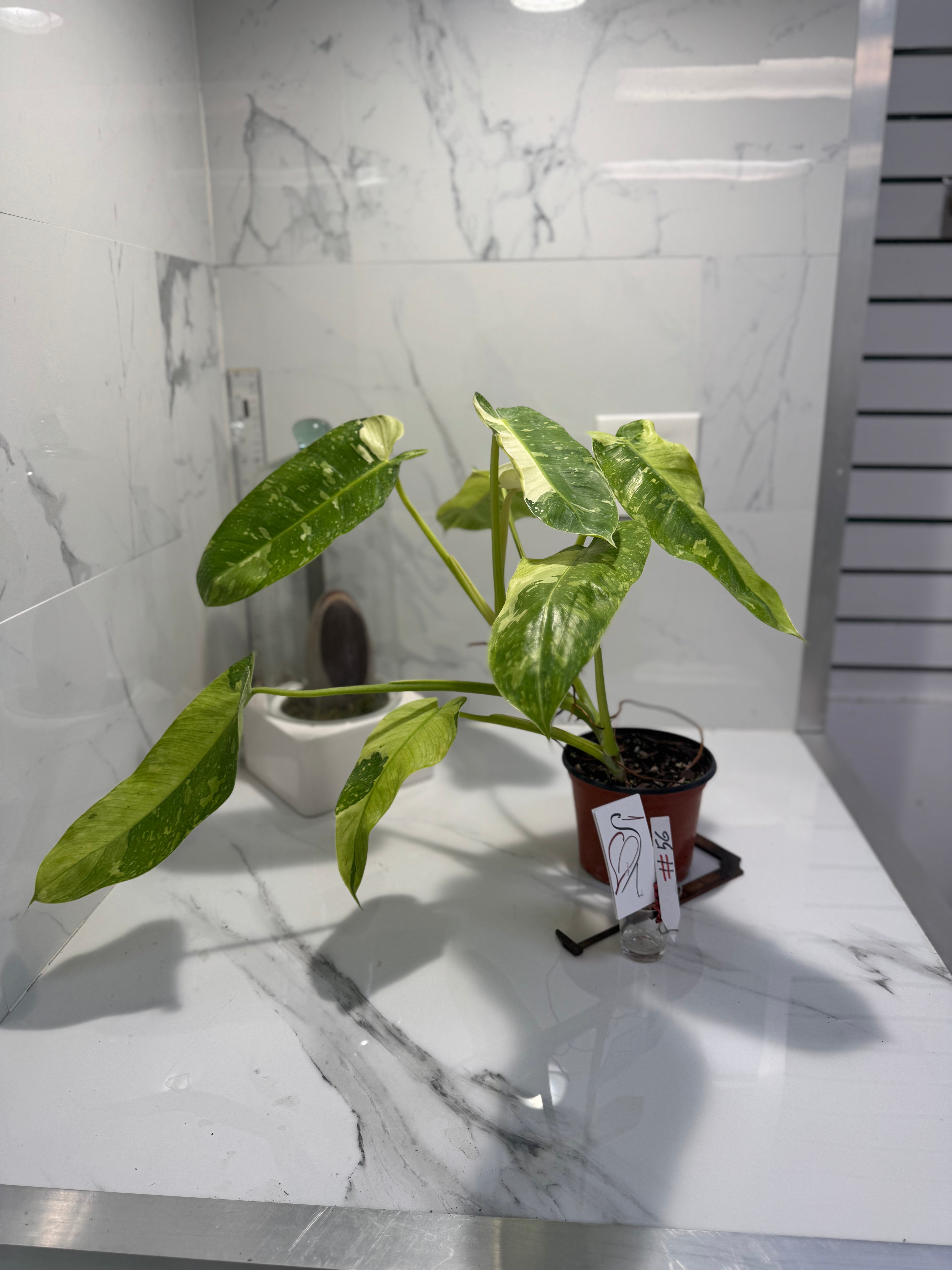 Philodendron Jose Buono #56 — Rare Variegated Collector Aroid