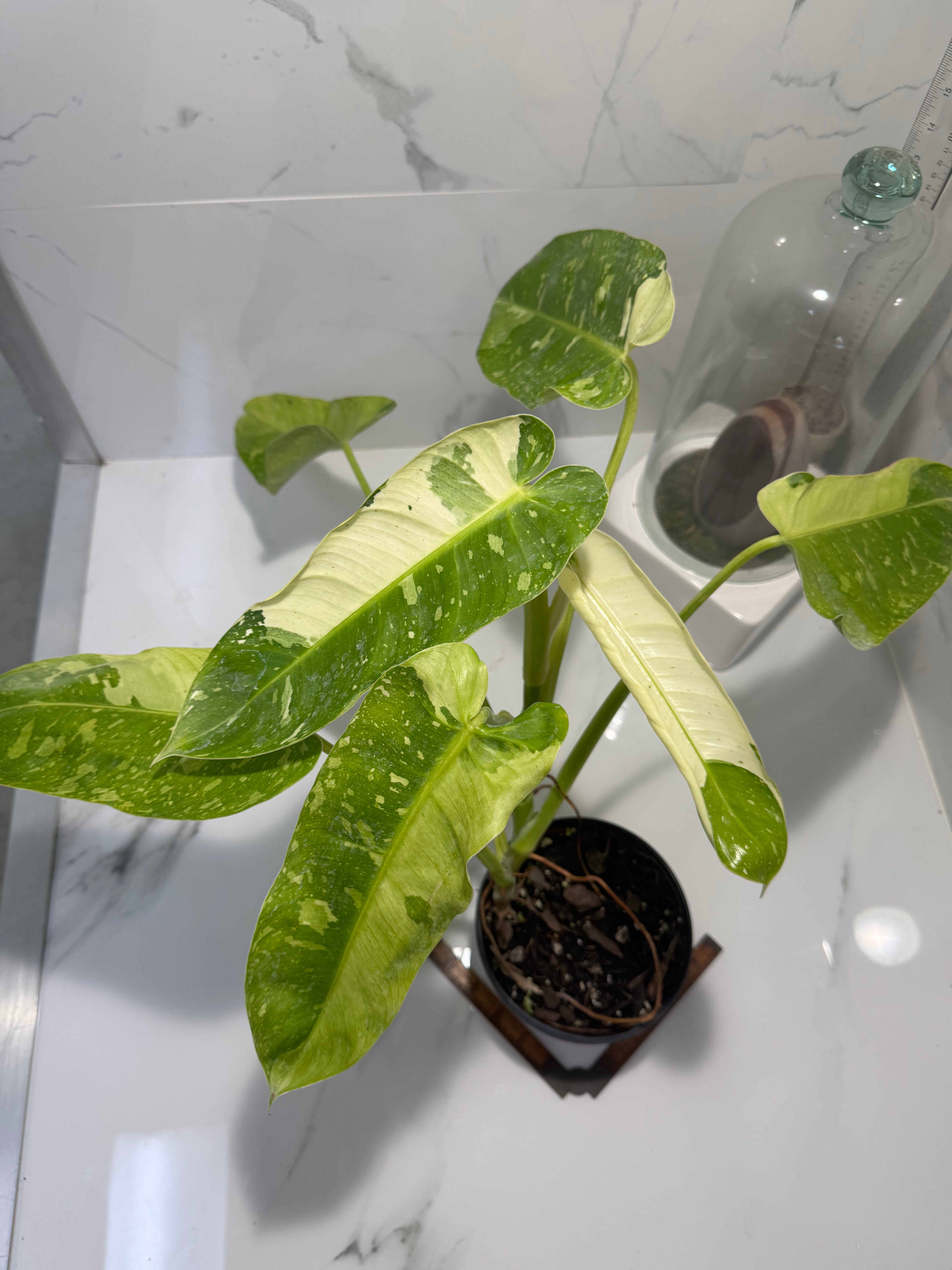 philodendron kaufen holland Philodendron Jose Buono #56 — Rare Variegated Collector Aroid