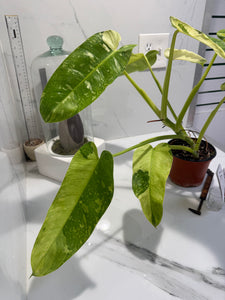 Philodendron Jose Buono #56 — Rare Variegated Collector Aroid