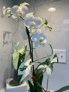 Orchid Arrangement & Variegated Arrowhead Vine.