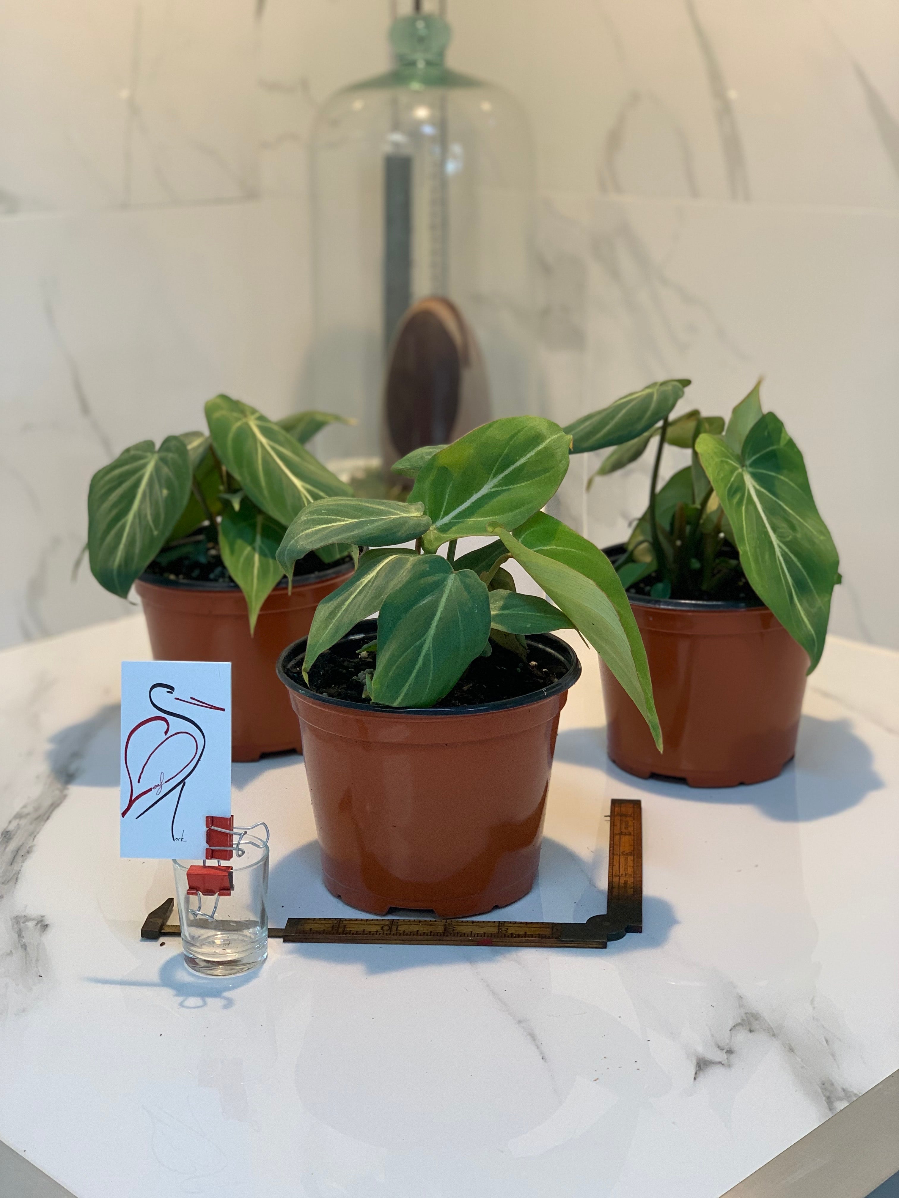 philodendron gloriosum sale Philodendron Gloriosum, 4" Plant