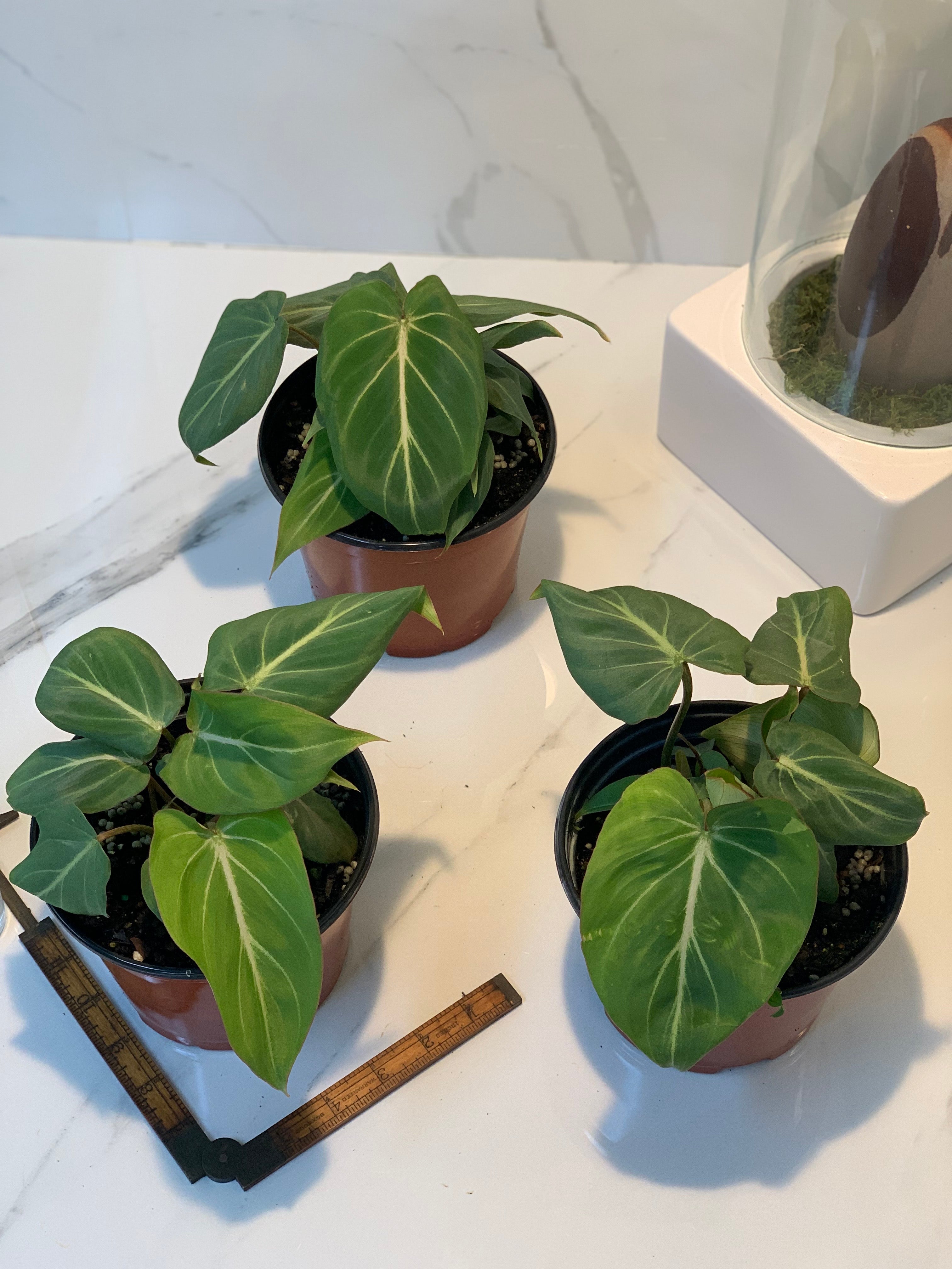 philodendron gloriosum small leaves Philodendron Gloriosum – Leaf Stork