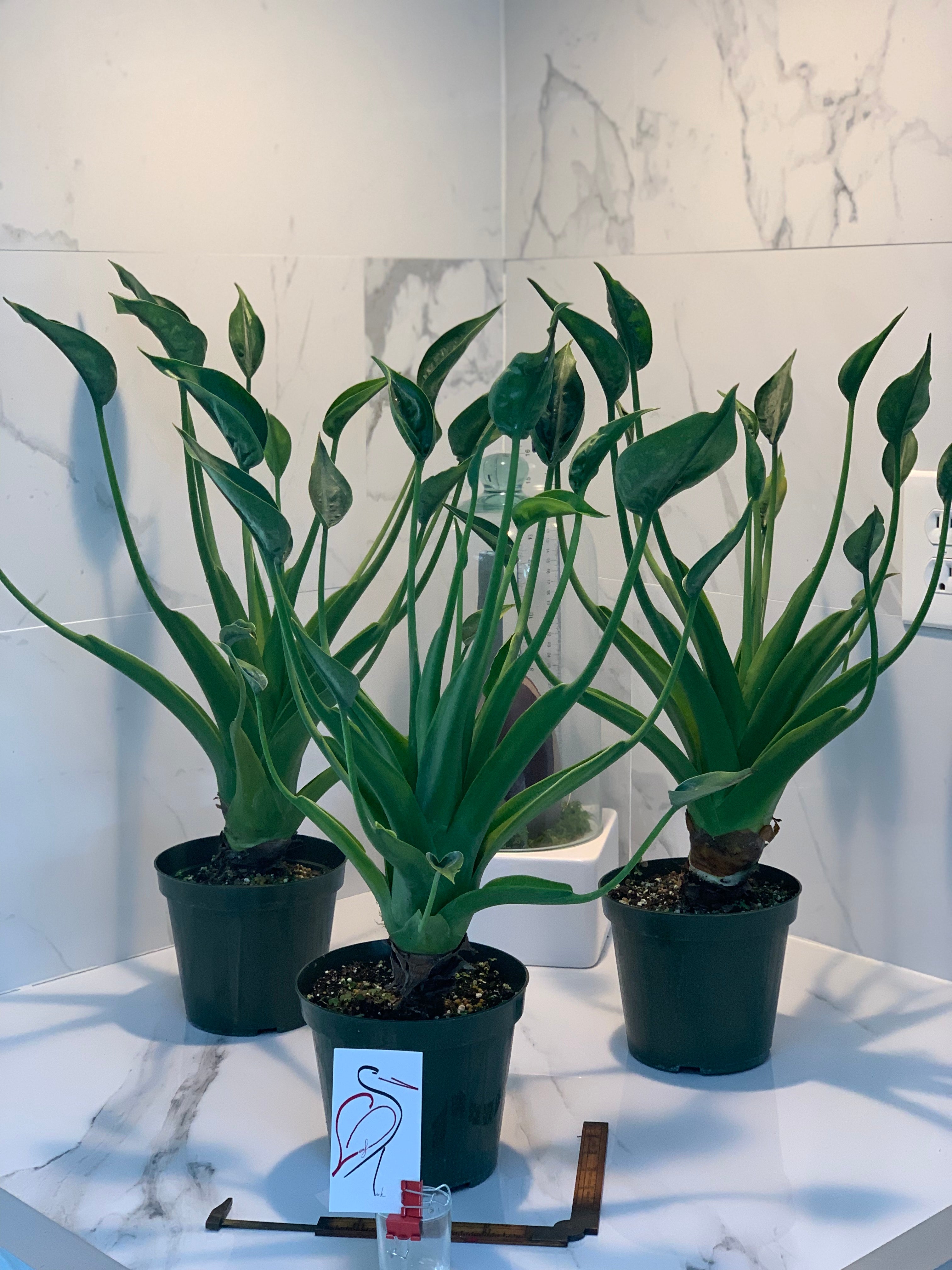 philodendron tiny dancer Alocasia 'Tiny Dancers' — Compact Tropical Aroid