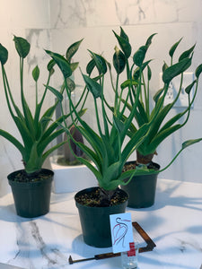 tiny dancers elephant ear plant Alocasia 'Tiny Dancers' — Compact Tropical Aroid