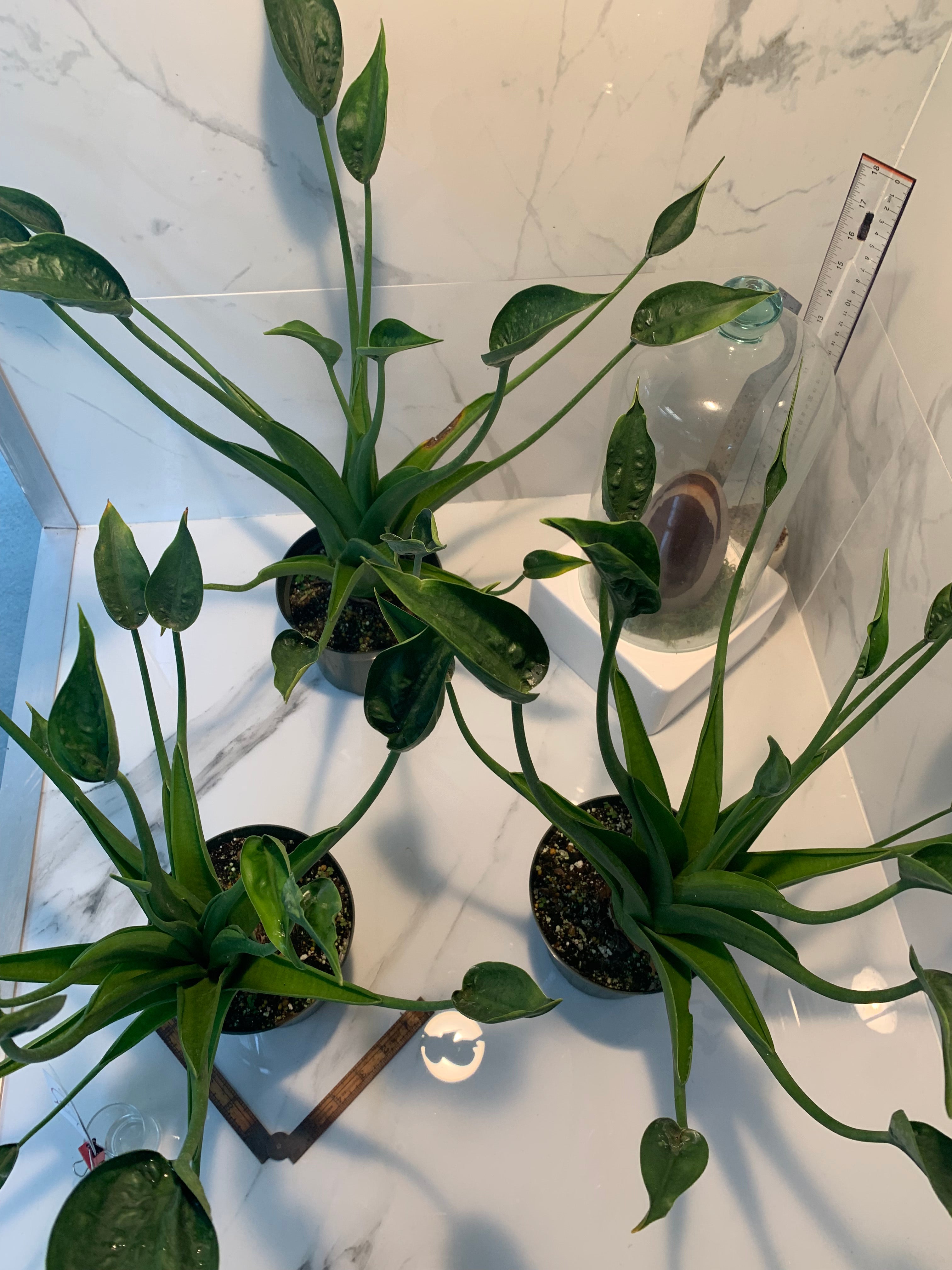 tiny dancers elephant ear plant height Alocasia 'Tiny Dancers' — Compact Tropical Aroid
