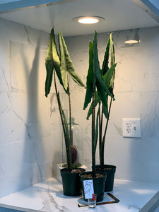 tiger leaf indoor plant Alocasia Tigrina Superba — Bold Tiger-Stemmed Tropical Aroid