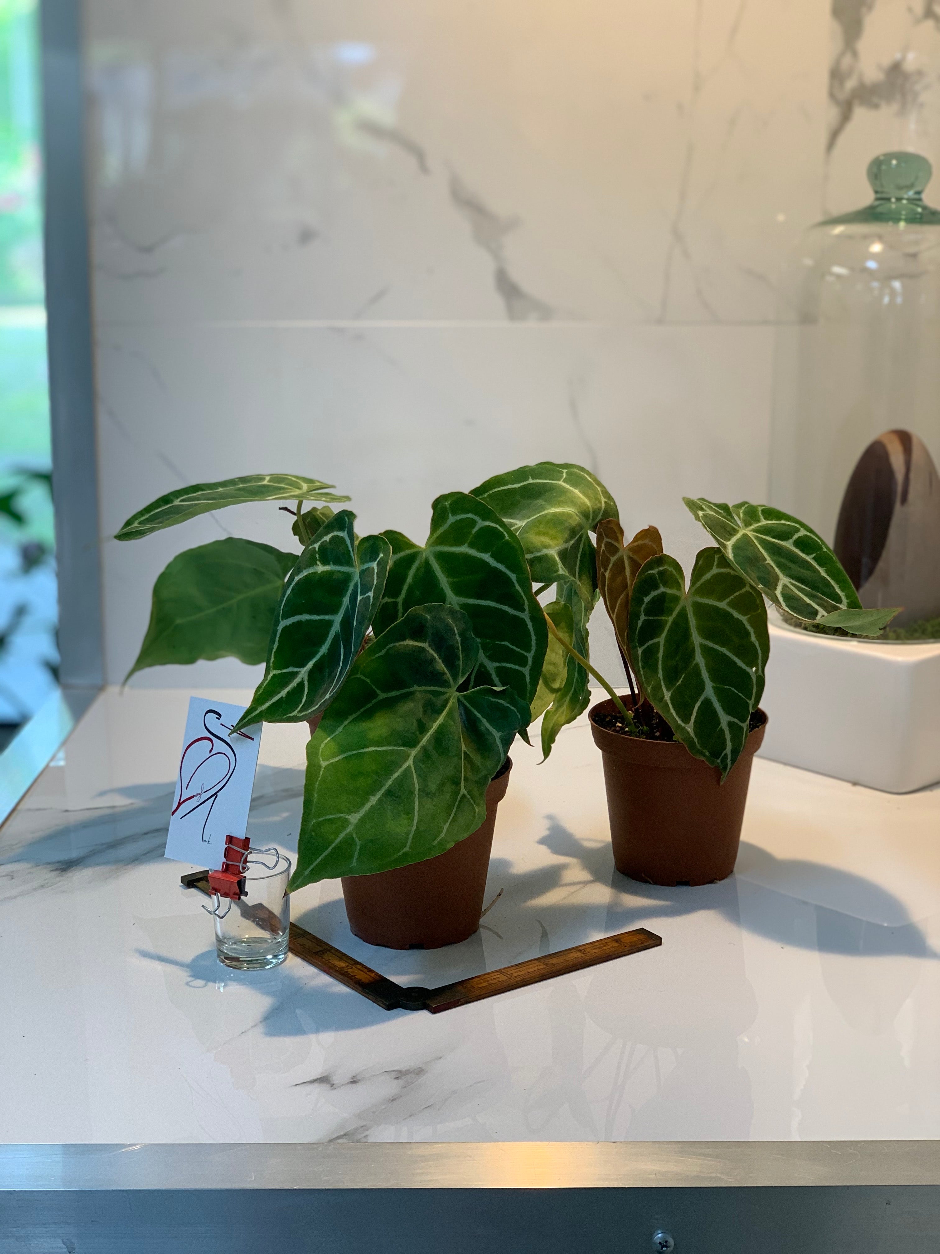 velvety anthurium Anthurium Crystallinum