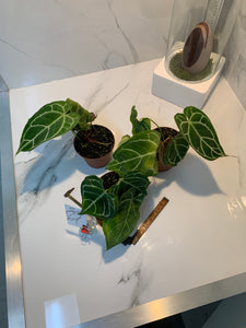 anthurium crystallinum rare Anthurium Crystallinum