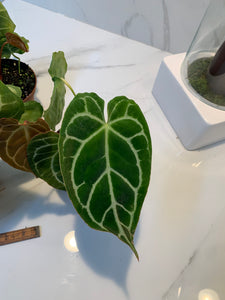 is anthurium crystallinum rare Anthurium Crystallinum