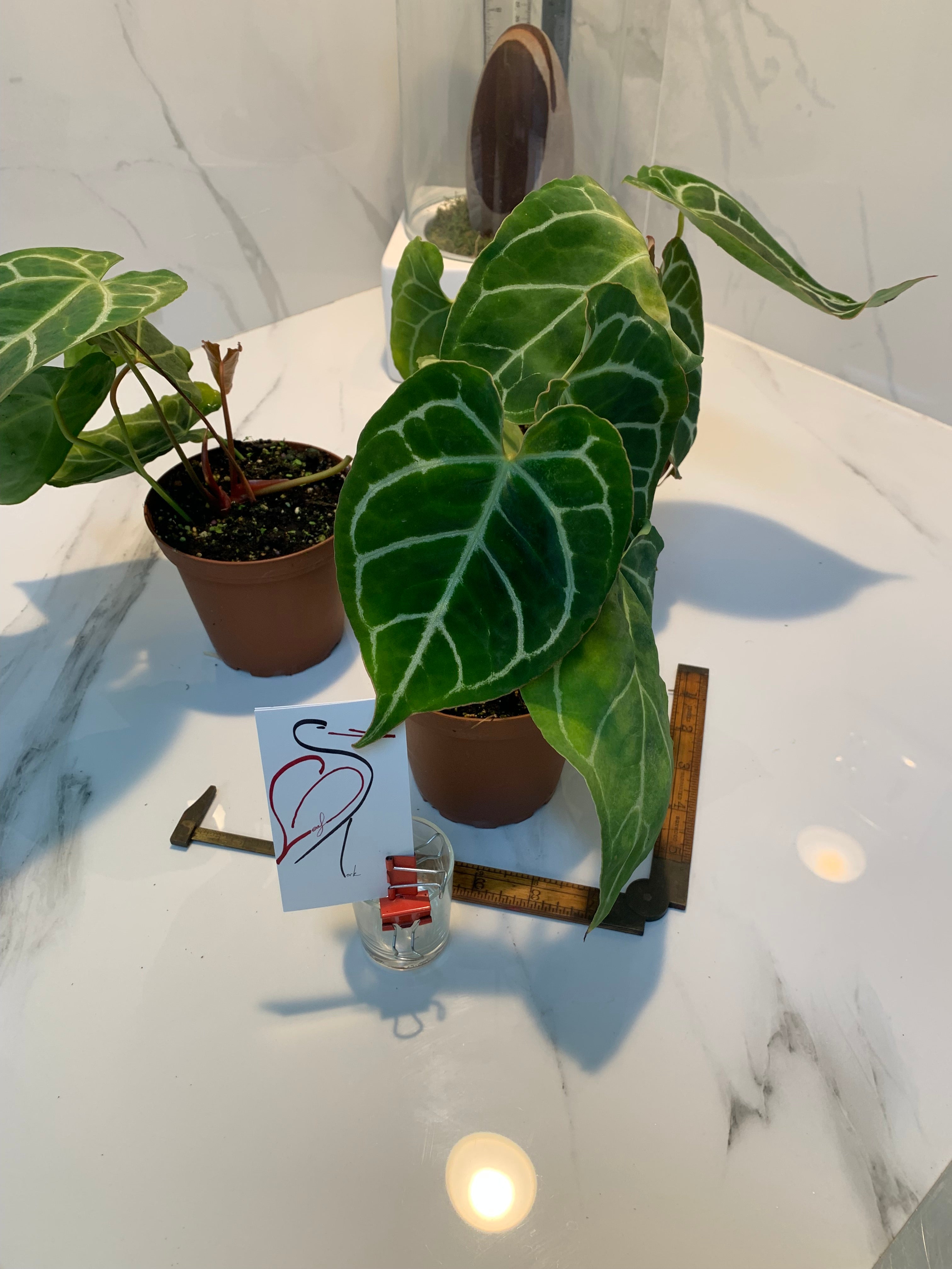 velvet anthurium Anthurium crystallinum — Rare Velvet-Leaf Collector Aroid