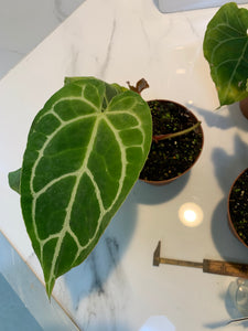 anthurium crystallinum rare Anthurium Crystallinum