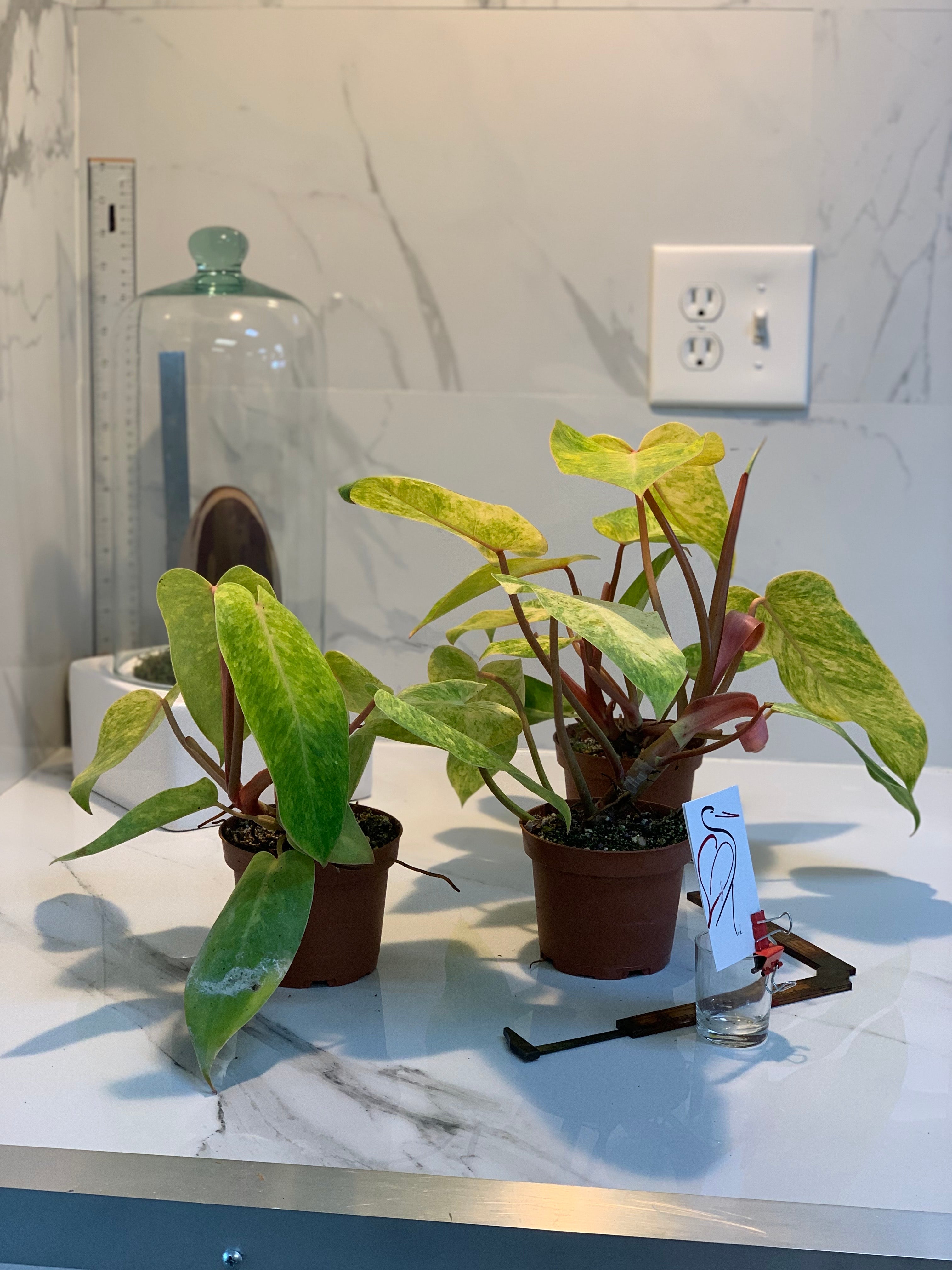 philodendron medisa Philodendron Painted Lady — Rare Variegated Climbing Philodendron