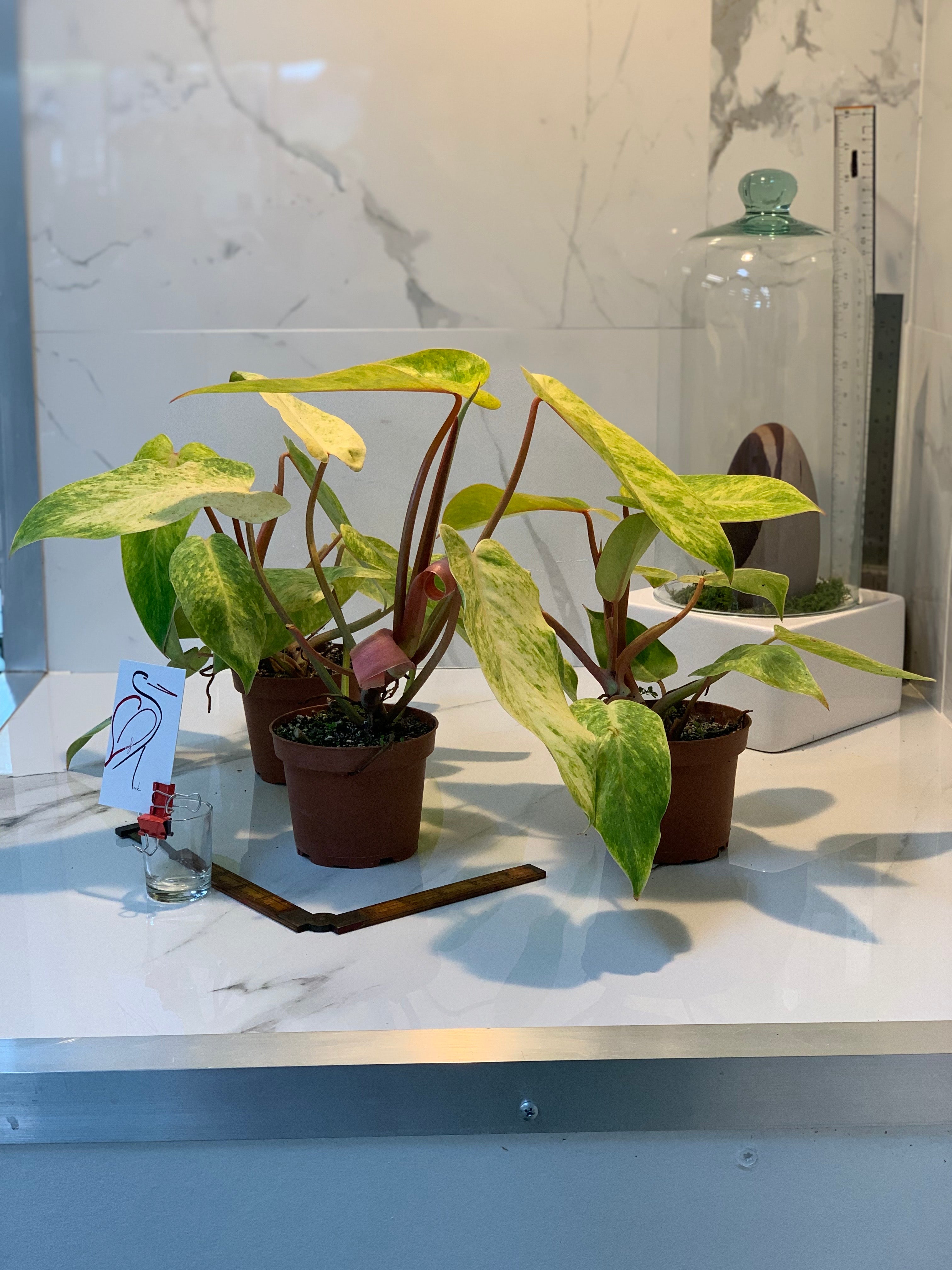 philodendron medisa vs painted lady Philodendron Painted Lady — Rare Variegated Climbing Philodendron