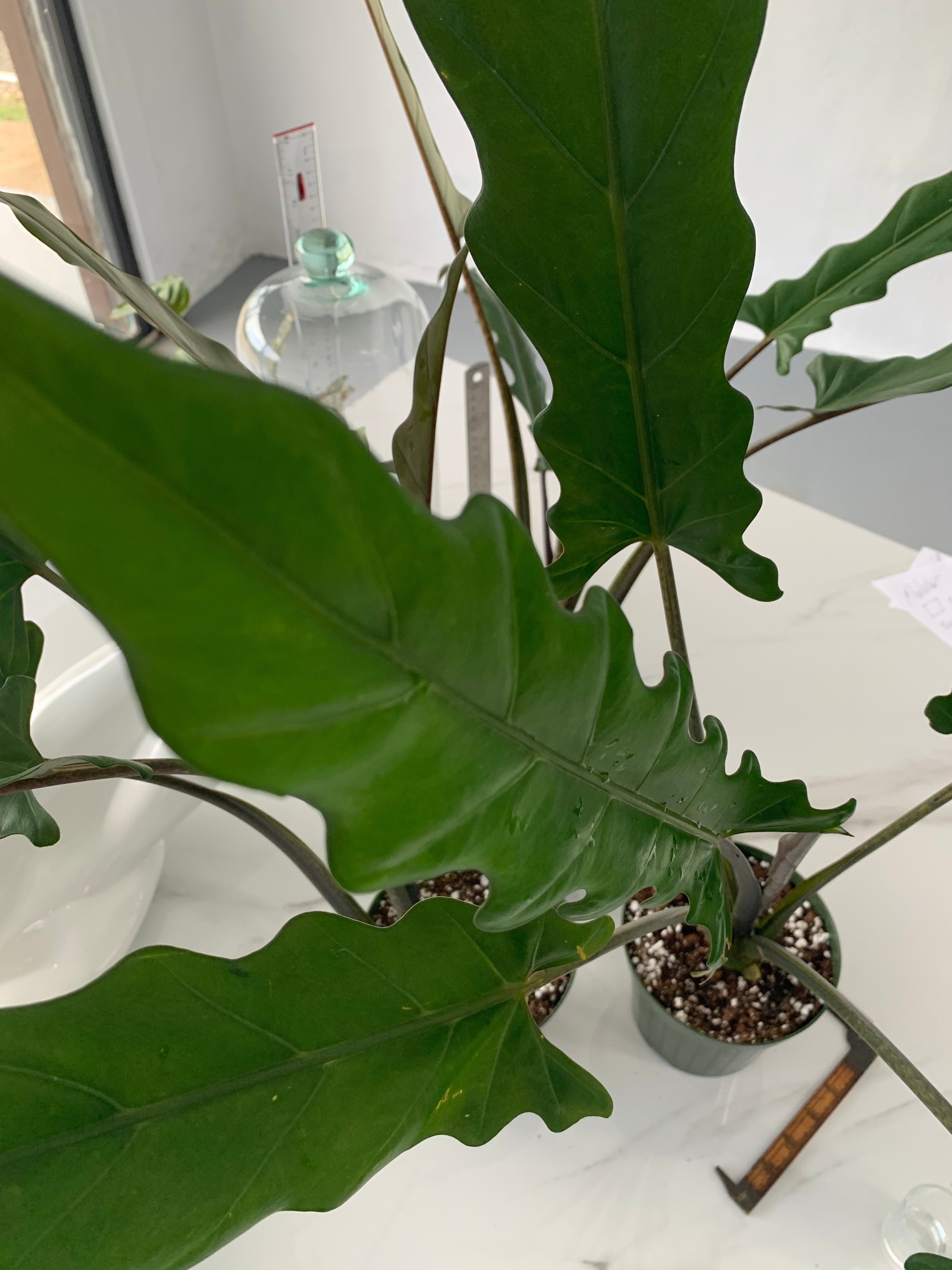 purple sword philodendron Alocasia lauterbachiana "Purple Sword" – Leaf Stork
