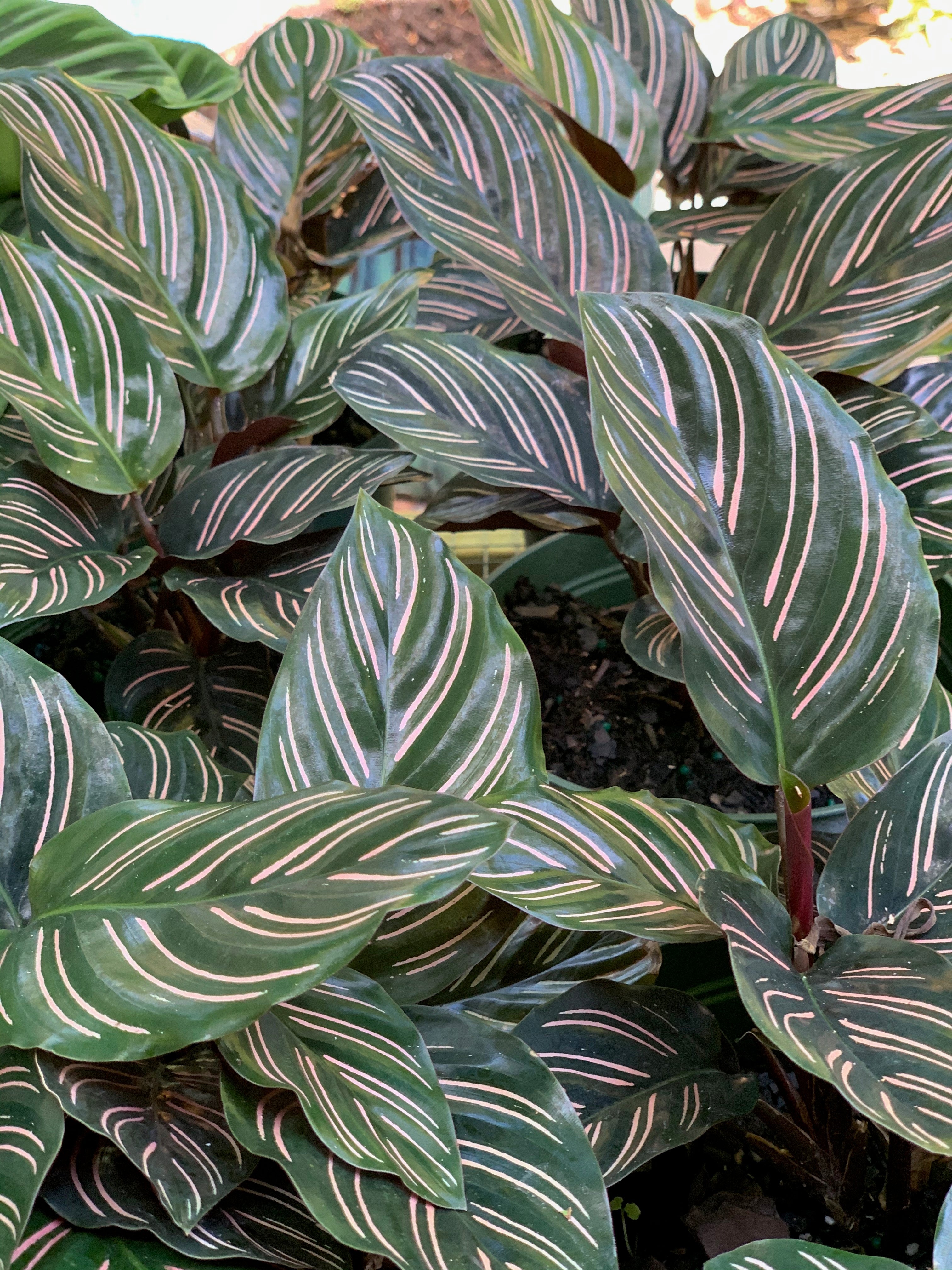 Calathea Pinstripe  Indoor House Plants Delivered to Y